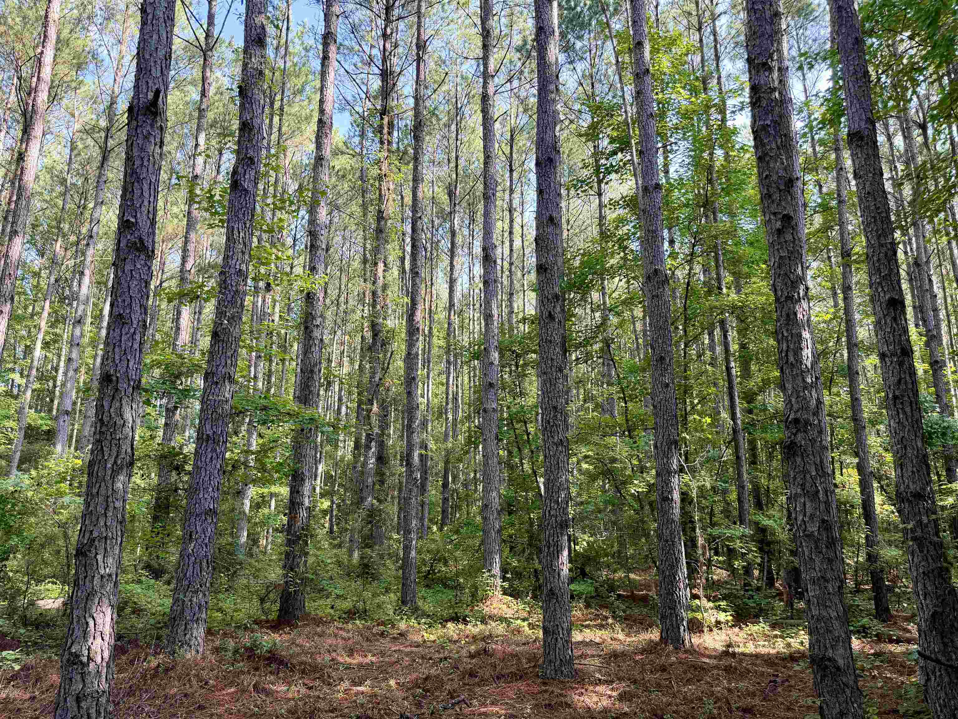 50.5 Acres Epps Rd. Property Photo 5