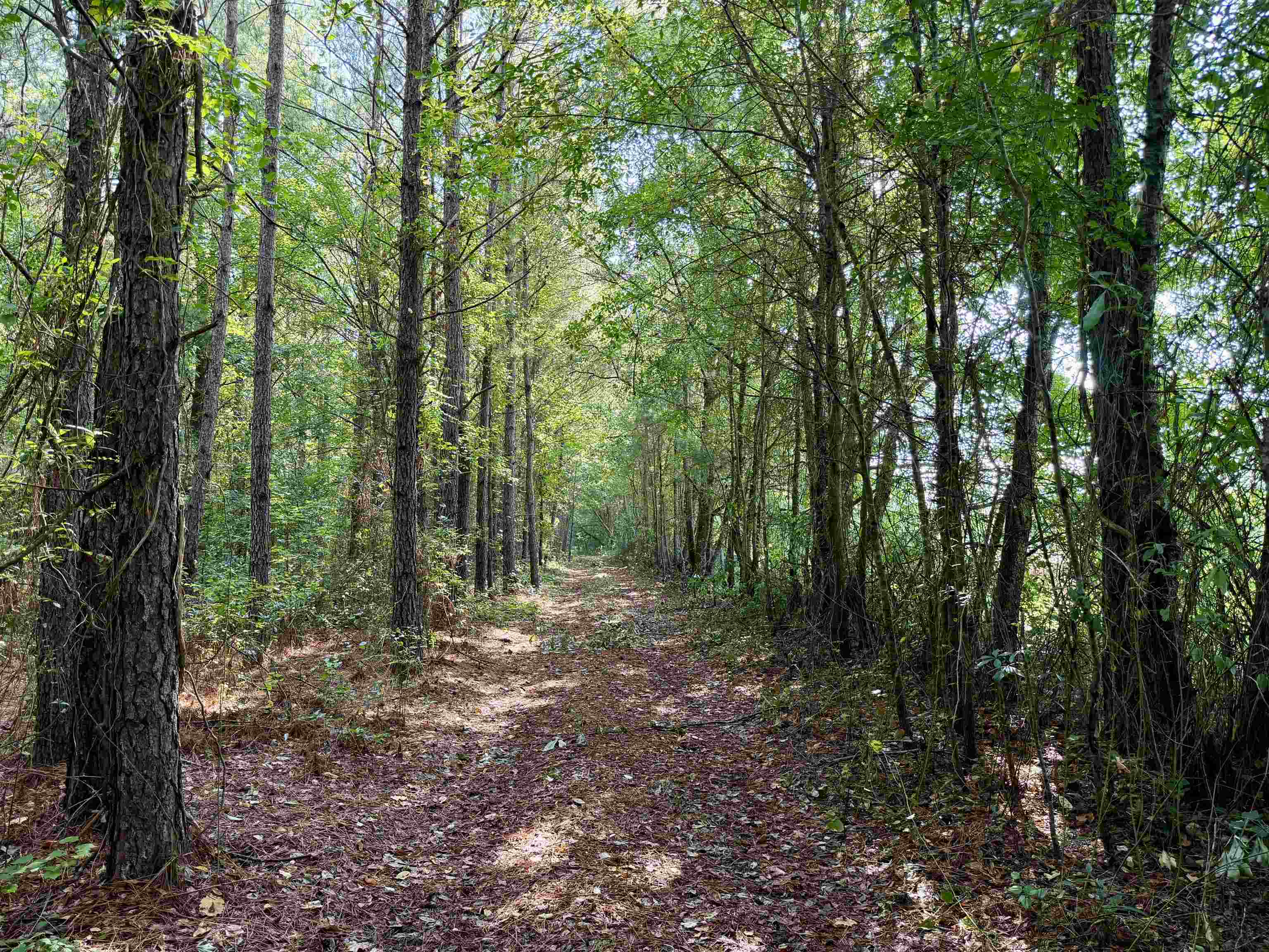 50.5 Acres Epps Rd. Property Photo 6