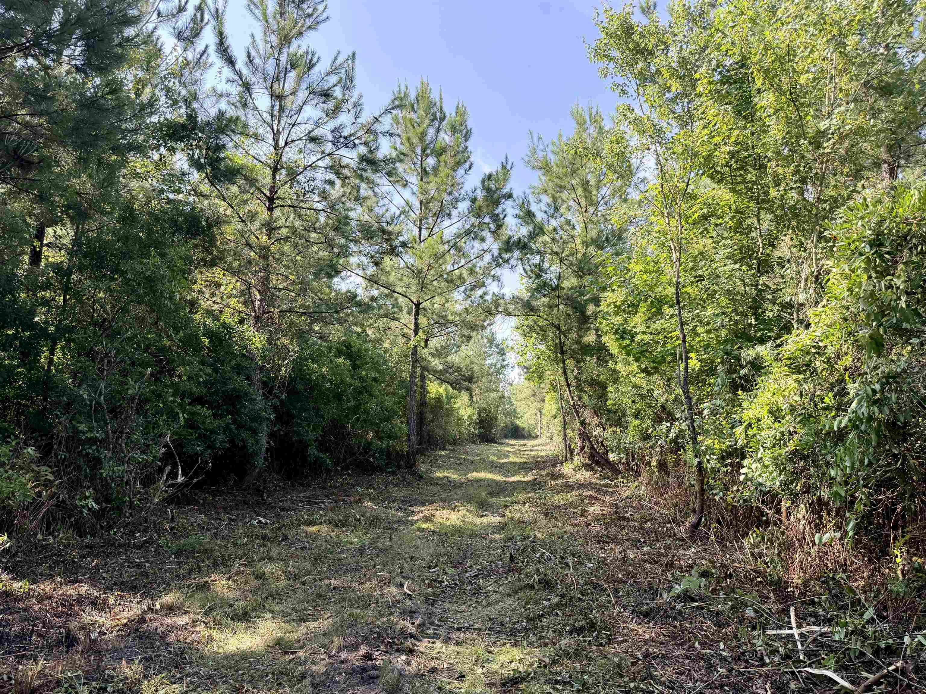 50.5 Acres Epps Rd. Property Photo 8