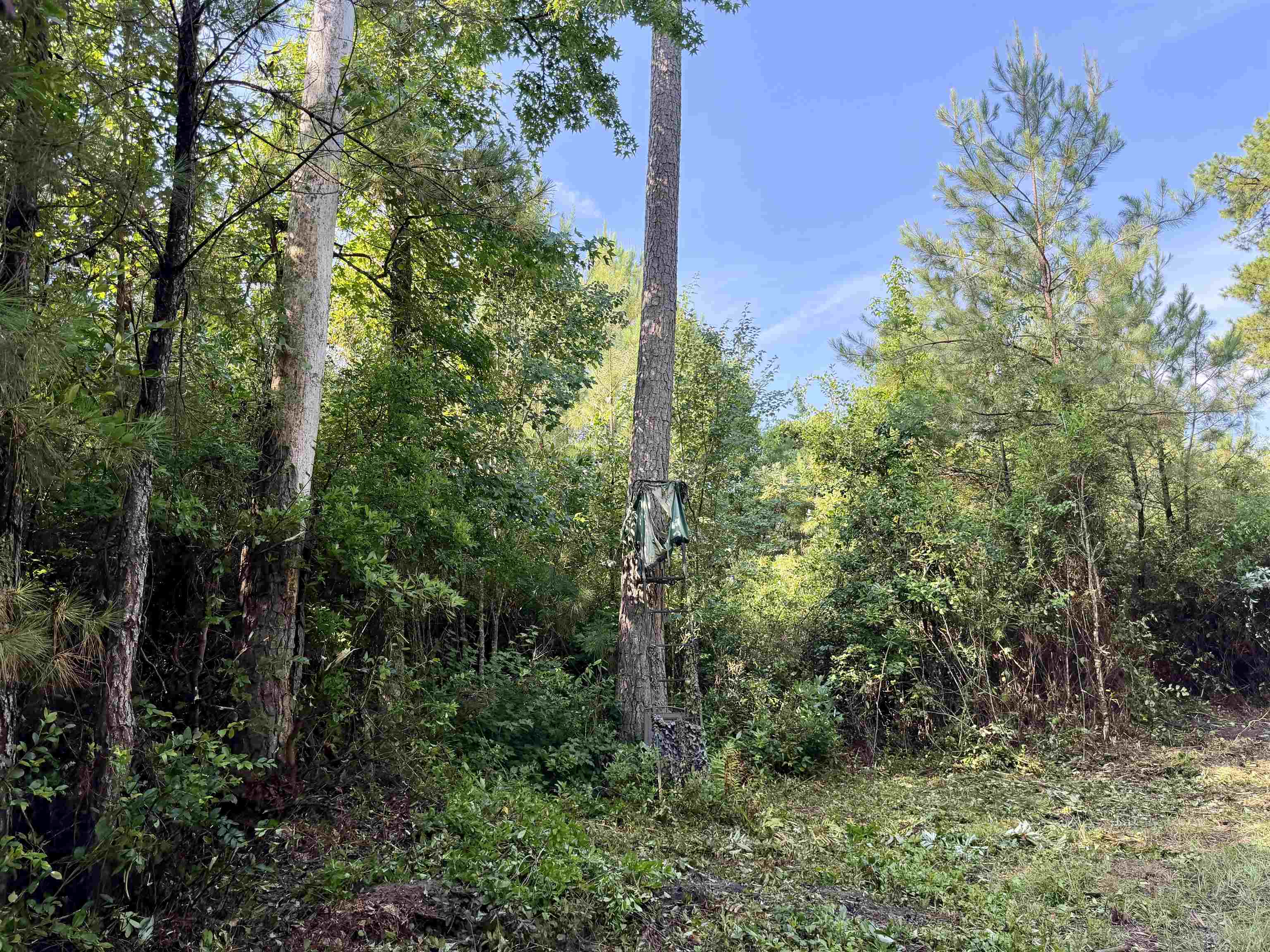 50.5 Acres Epps Rd. Property Photo 9