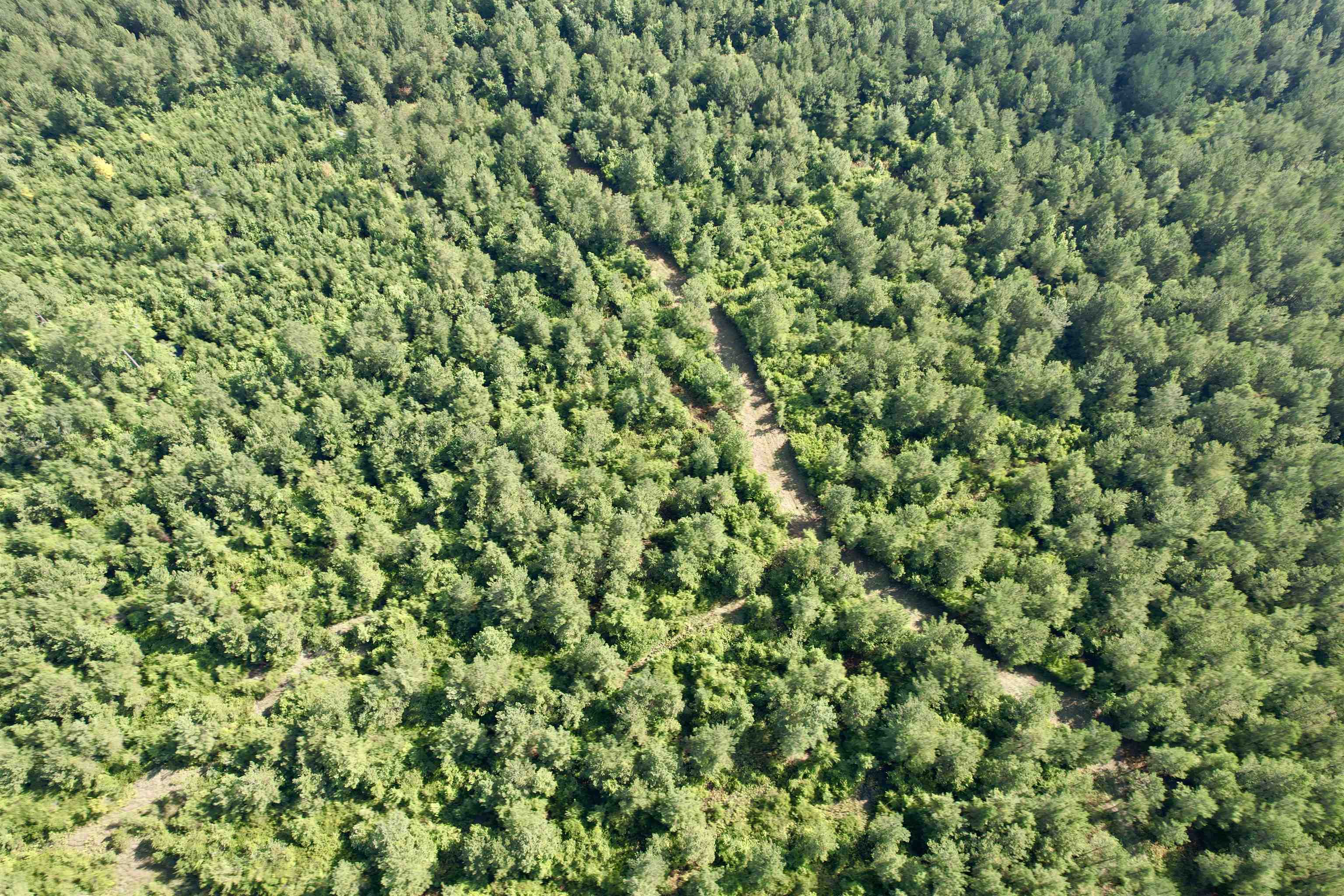 50.5 Acres Epps Rd. Property Photo 12