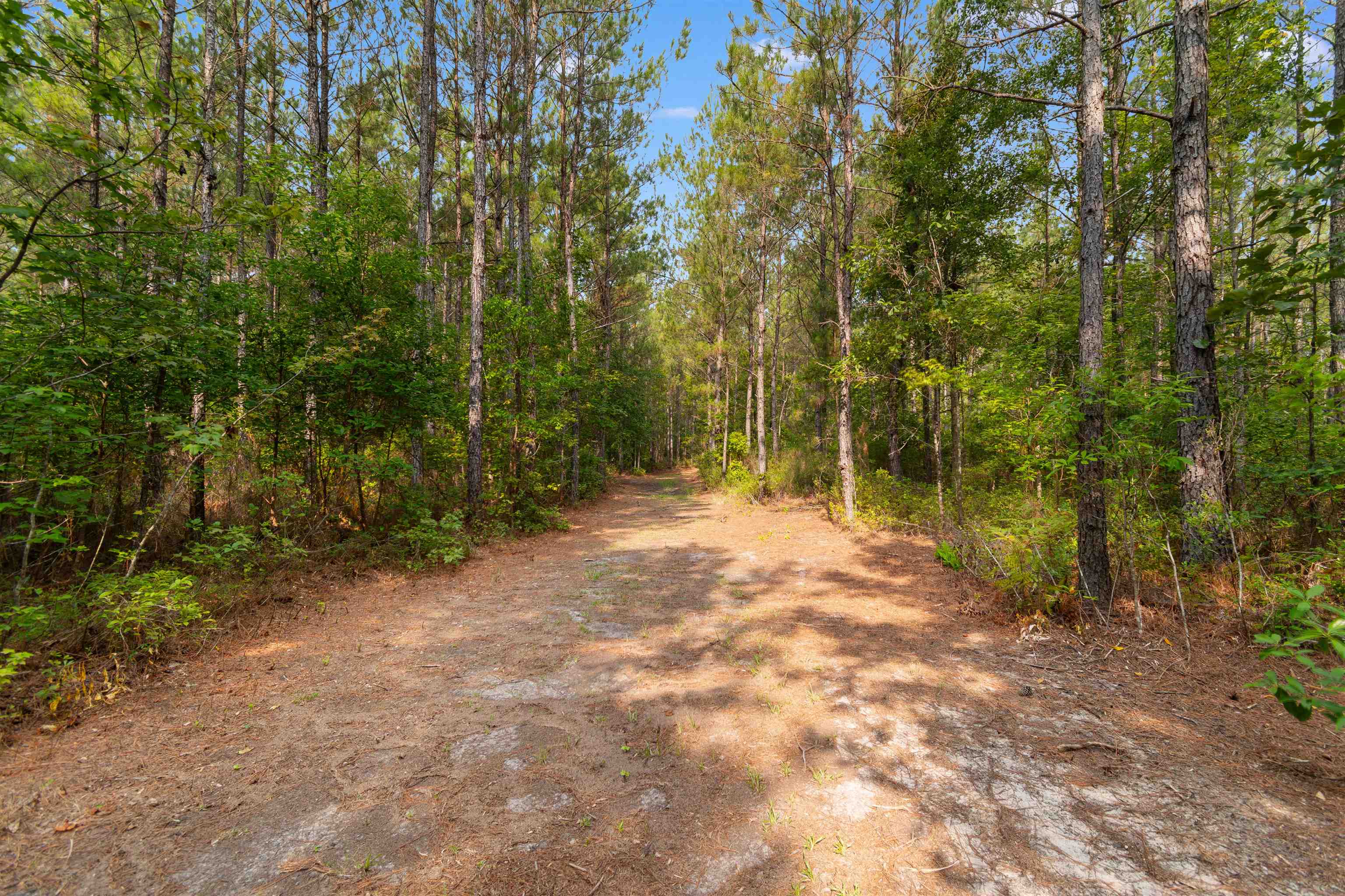 155.81 Acres - Roper Woods Rd. Property Photo 3