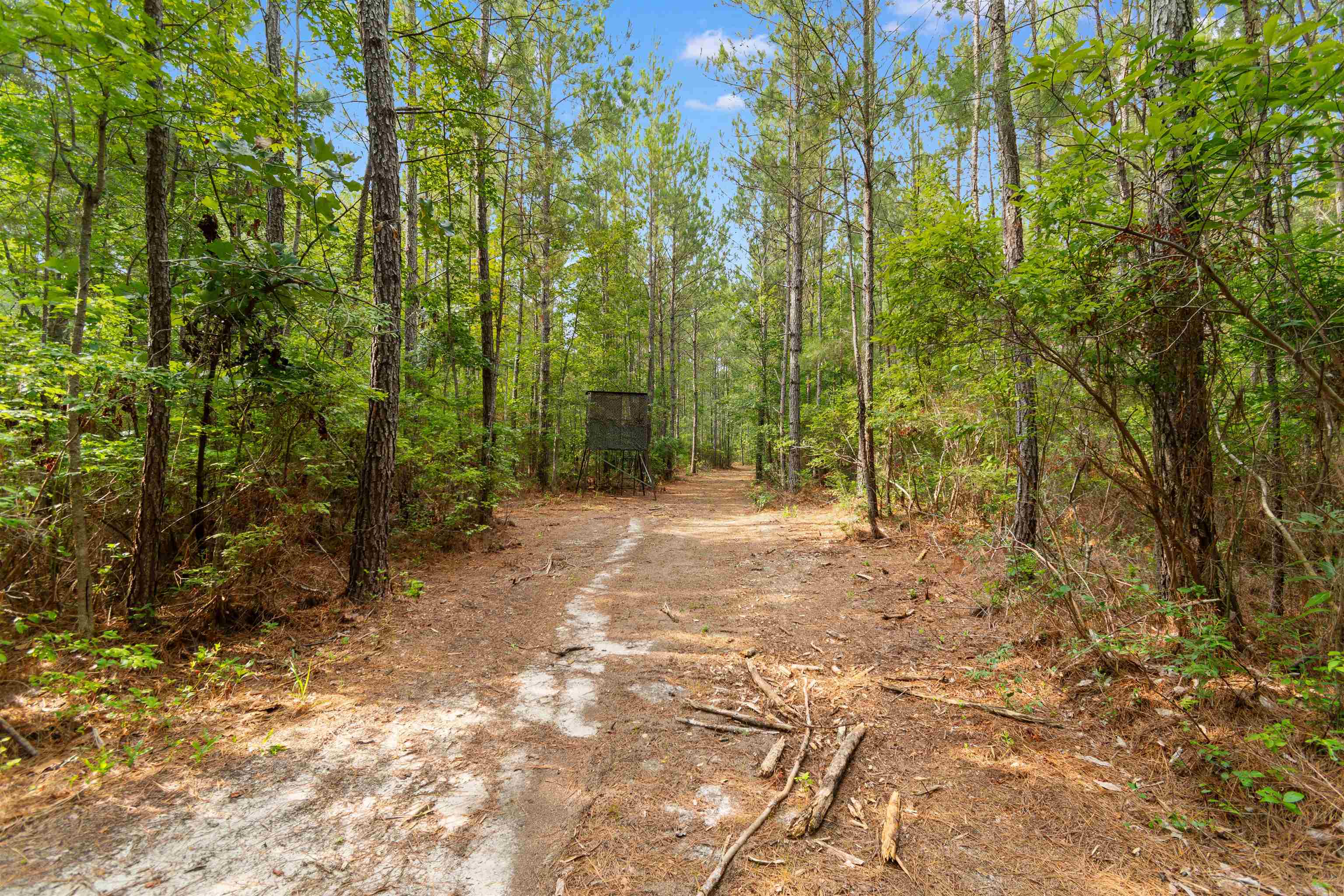 155.81 Acres - Roper Woods Rd. Property Photo 4