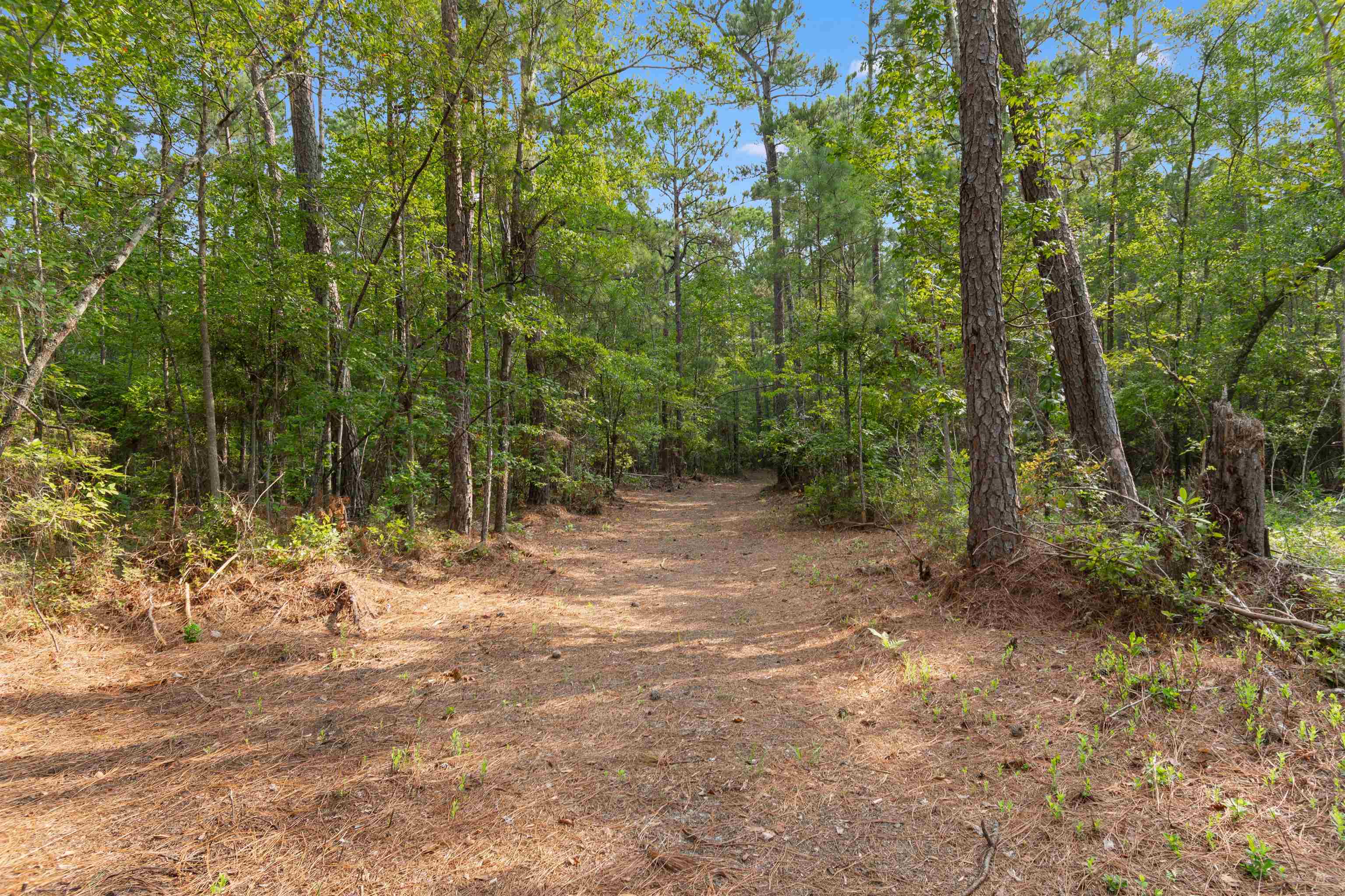 155.81 Acres - Roper Woods Rd. Property Photo 5