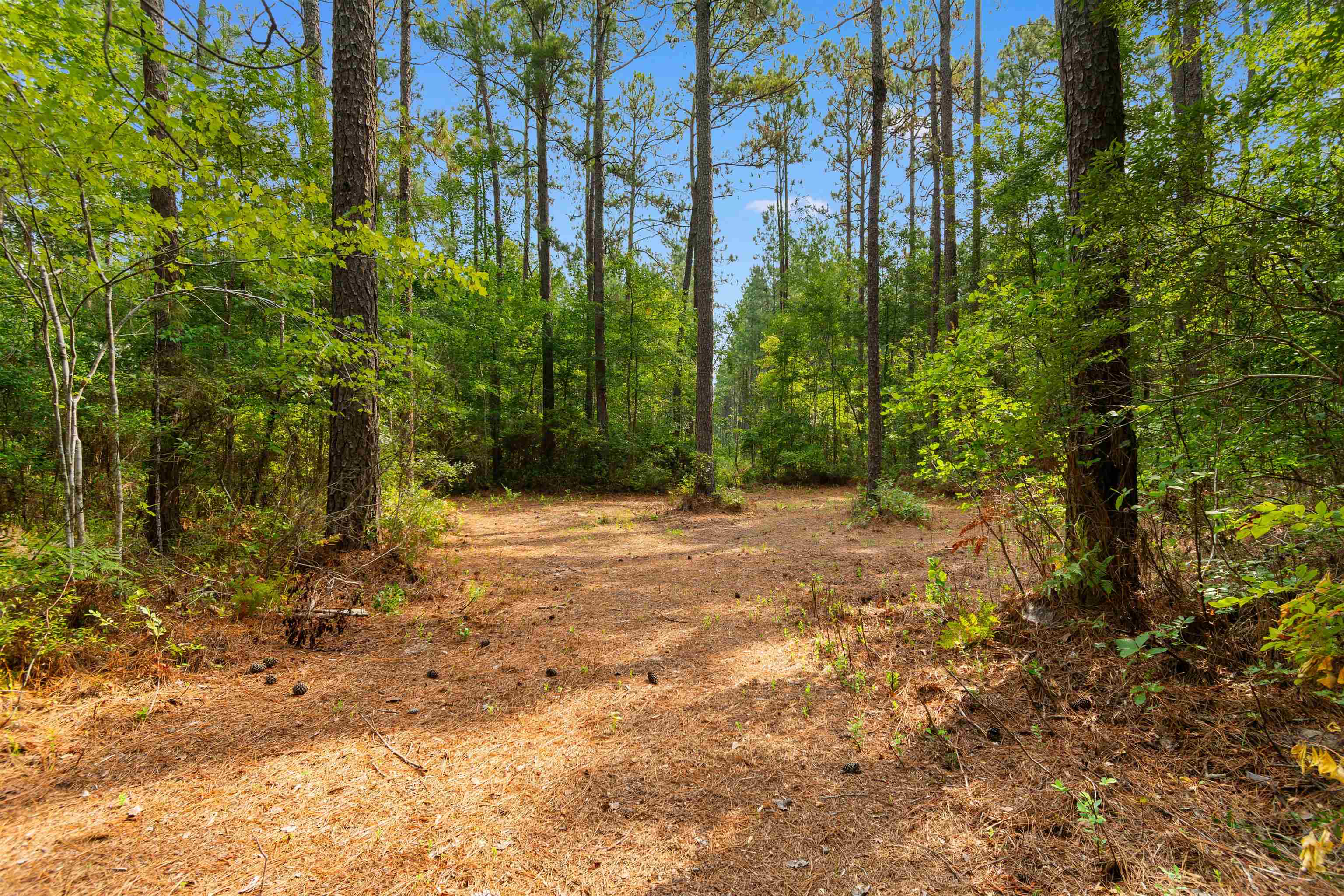 155.81 Acres - Roper Woods Rd. Property Photo 6