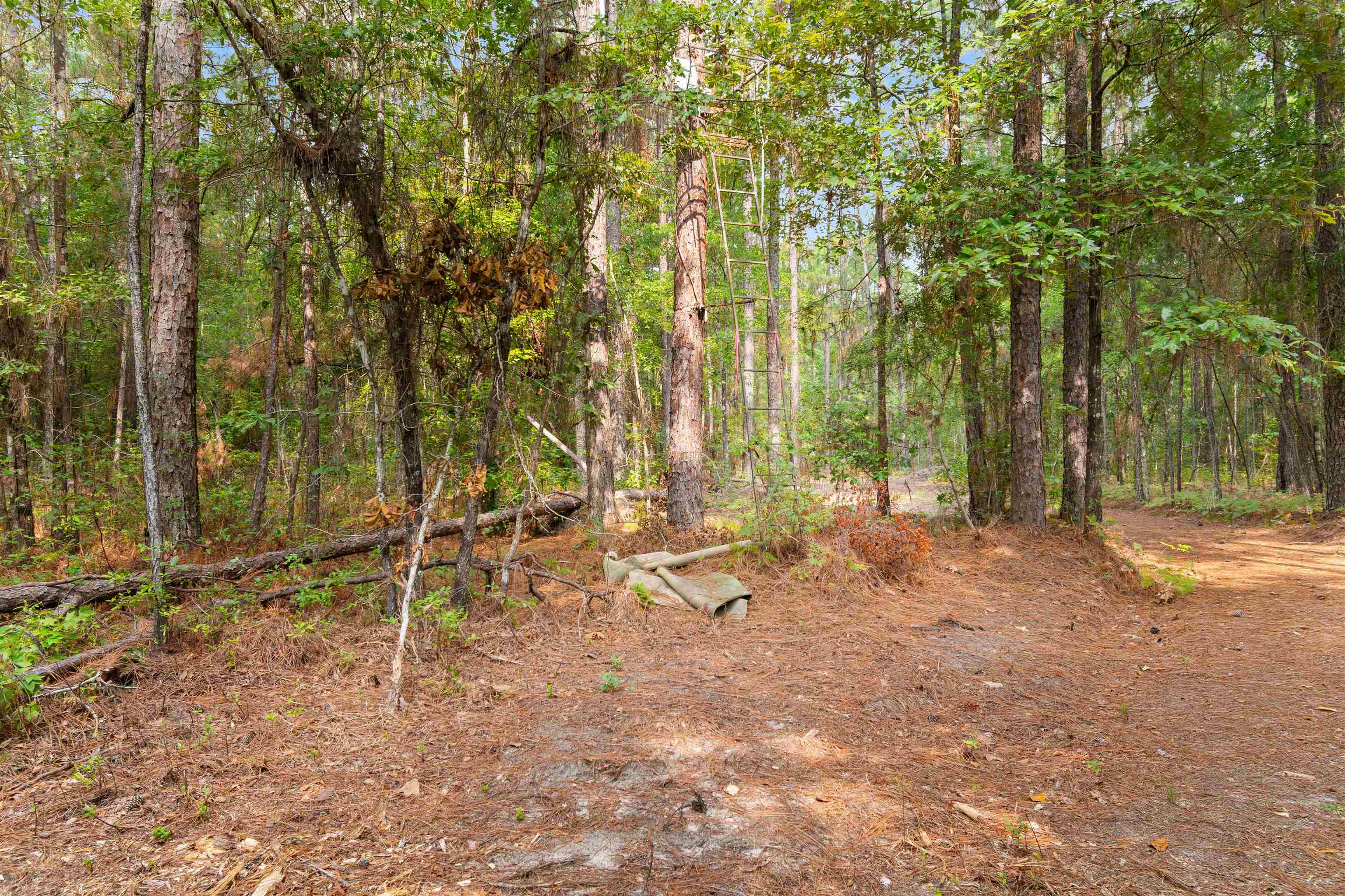 155.81 Acres - Roper Woods Rd. Property Photo 7