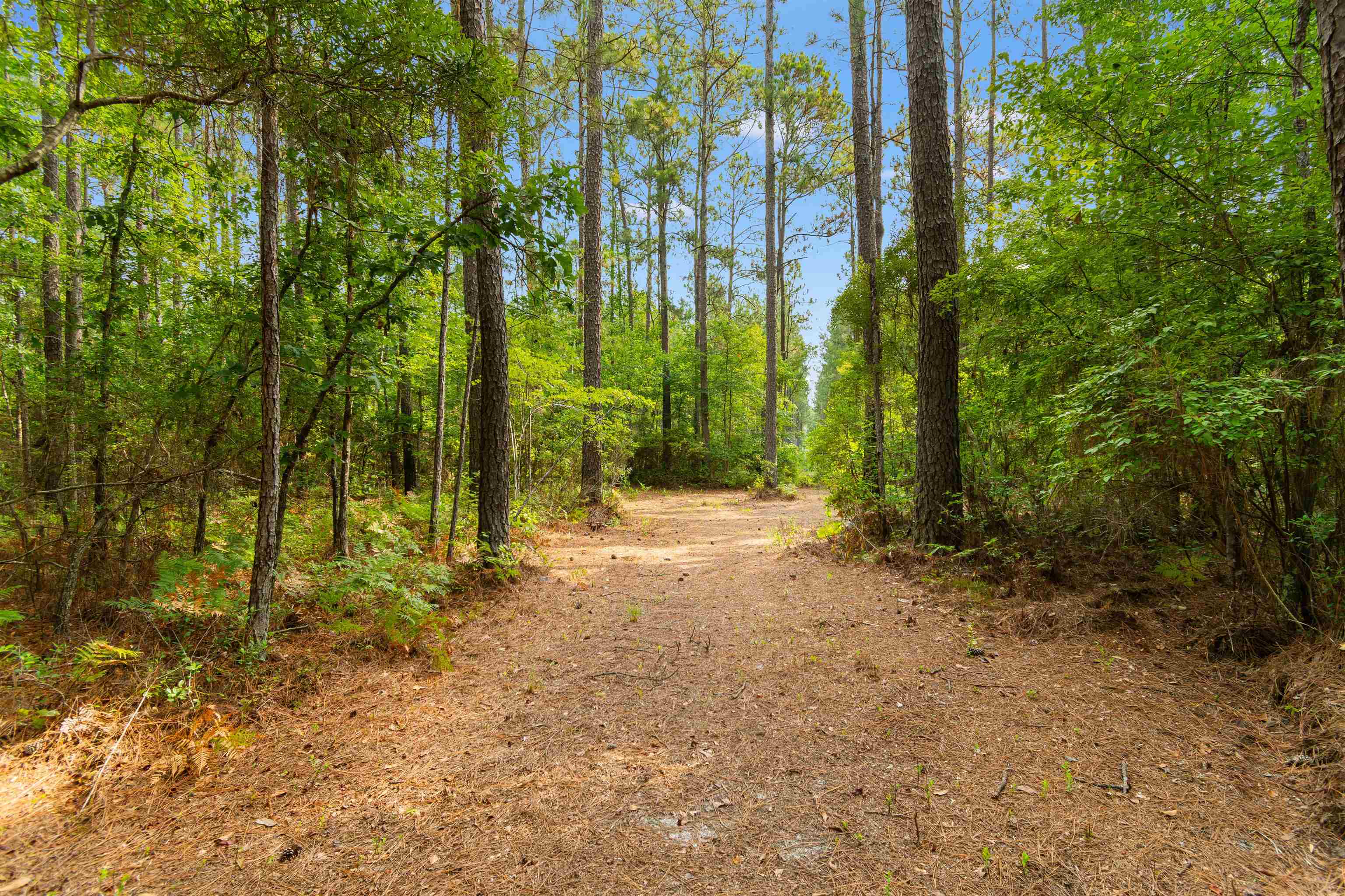 155.81 Acres - Roper Woods Rd. Property Photo 8