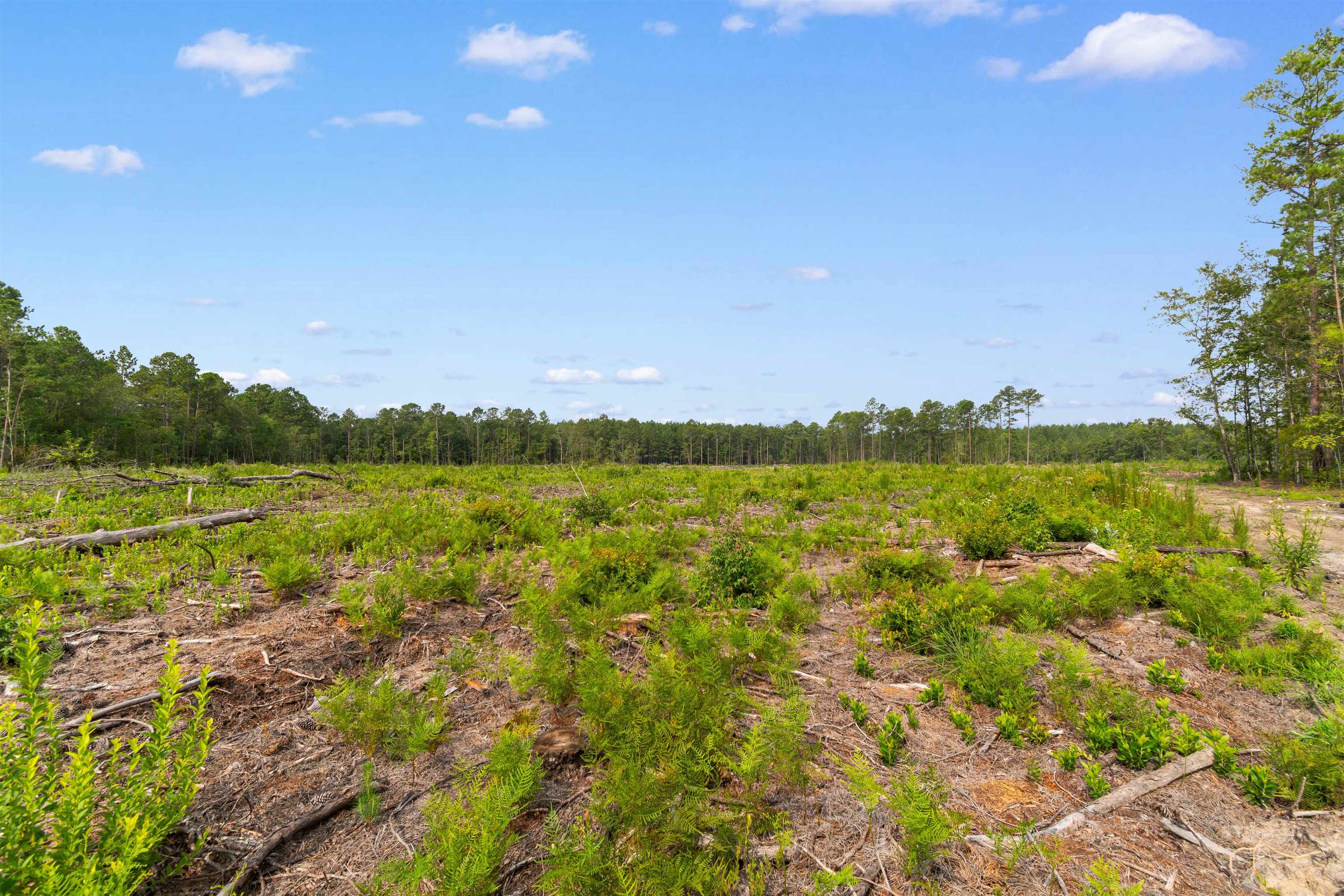 155.81 Acres - Roper Woods Rd. Property Photo 10
