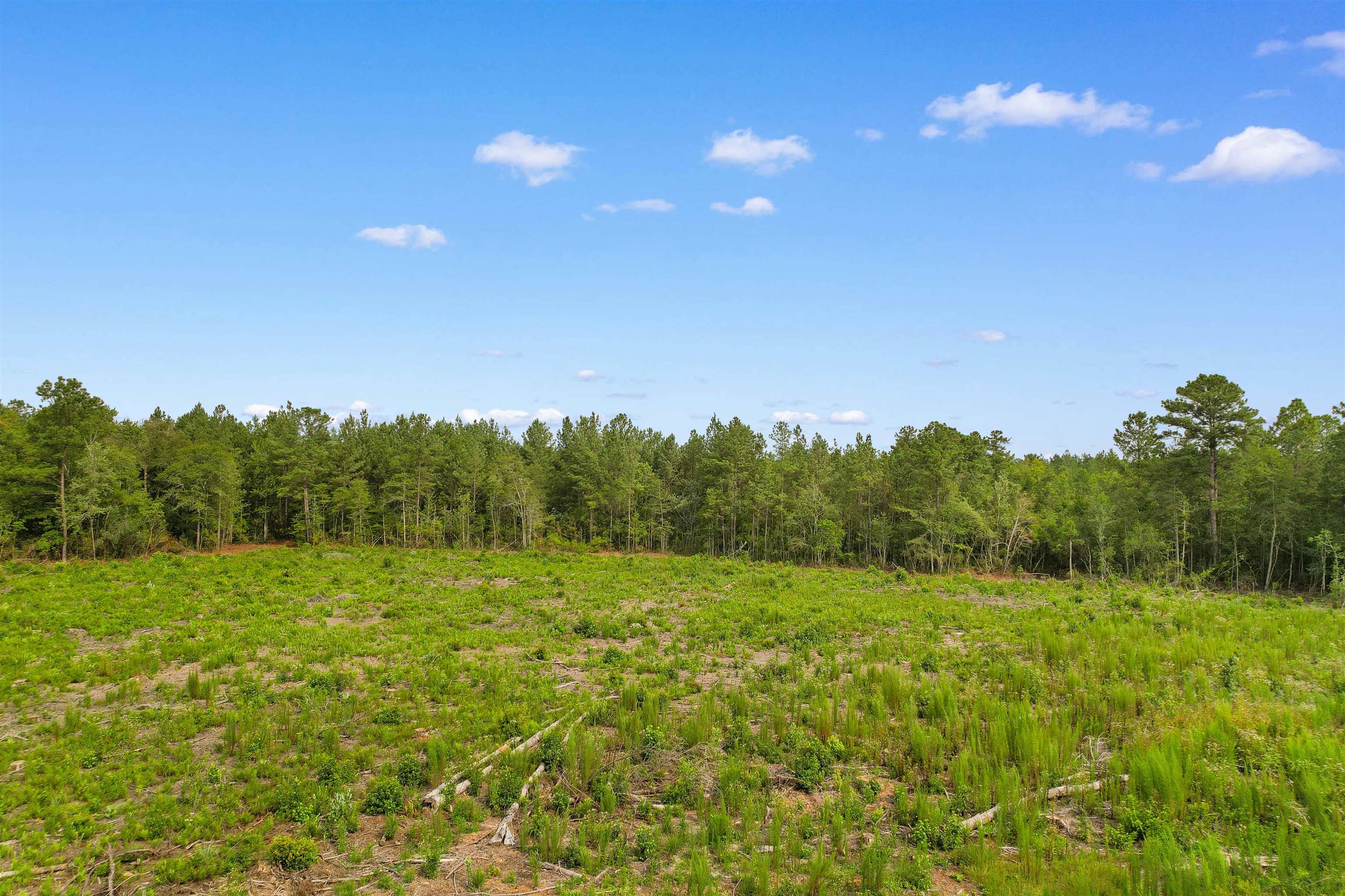 155.81 Acres - Roper Woods Rd. Property Photo 11