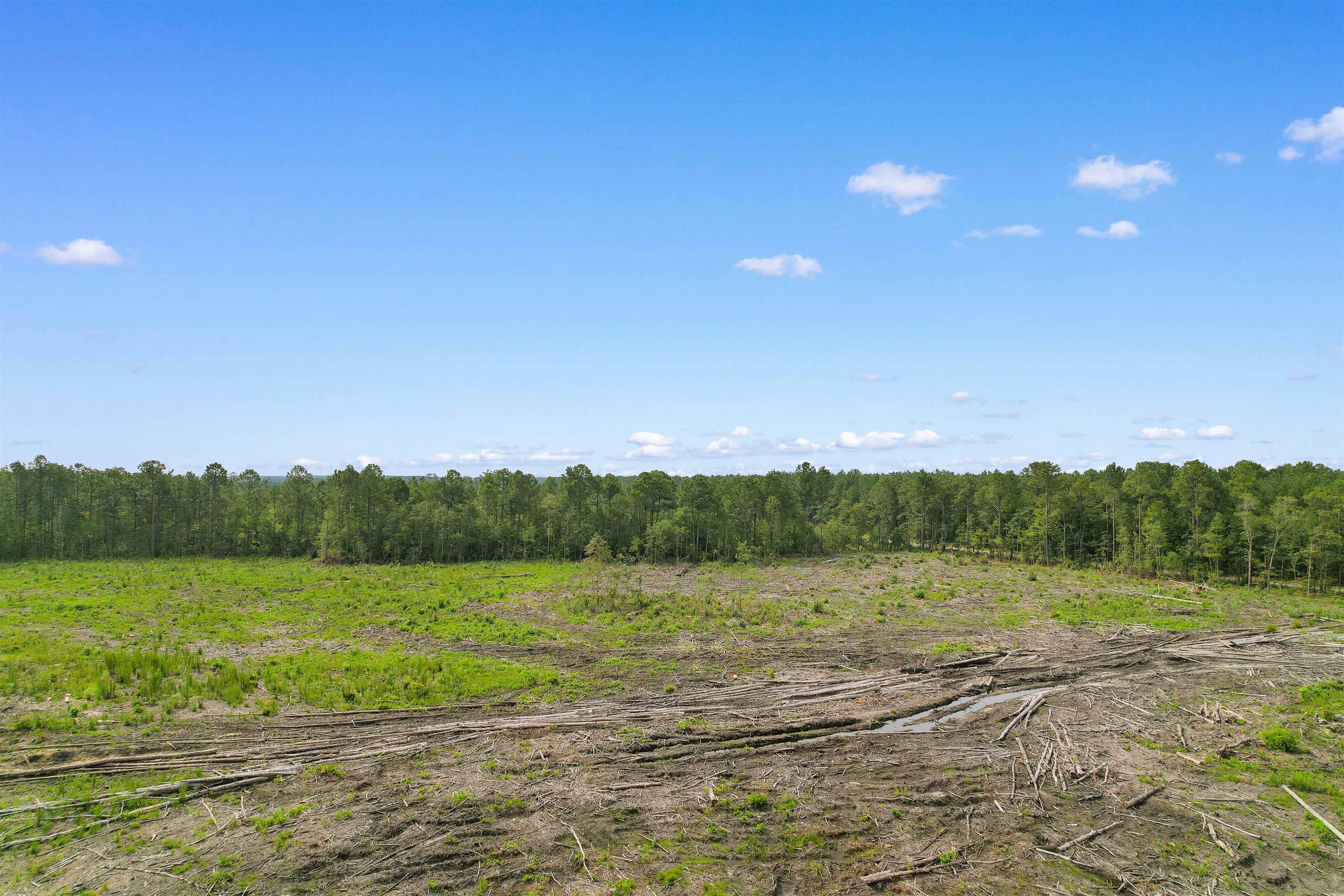 155.81 Acres - Roper Woods Rd. Property Photo 12