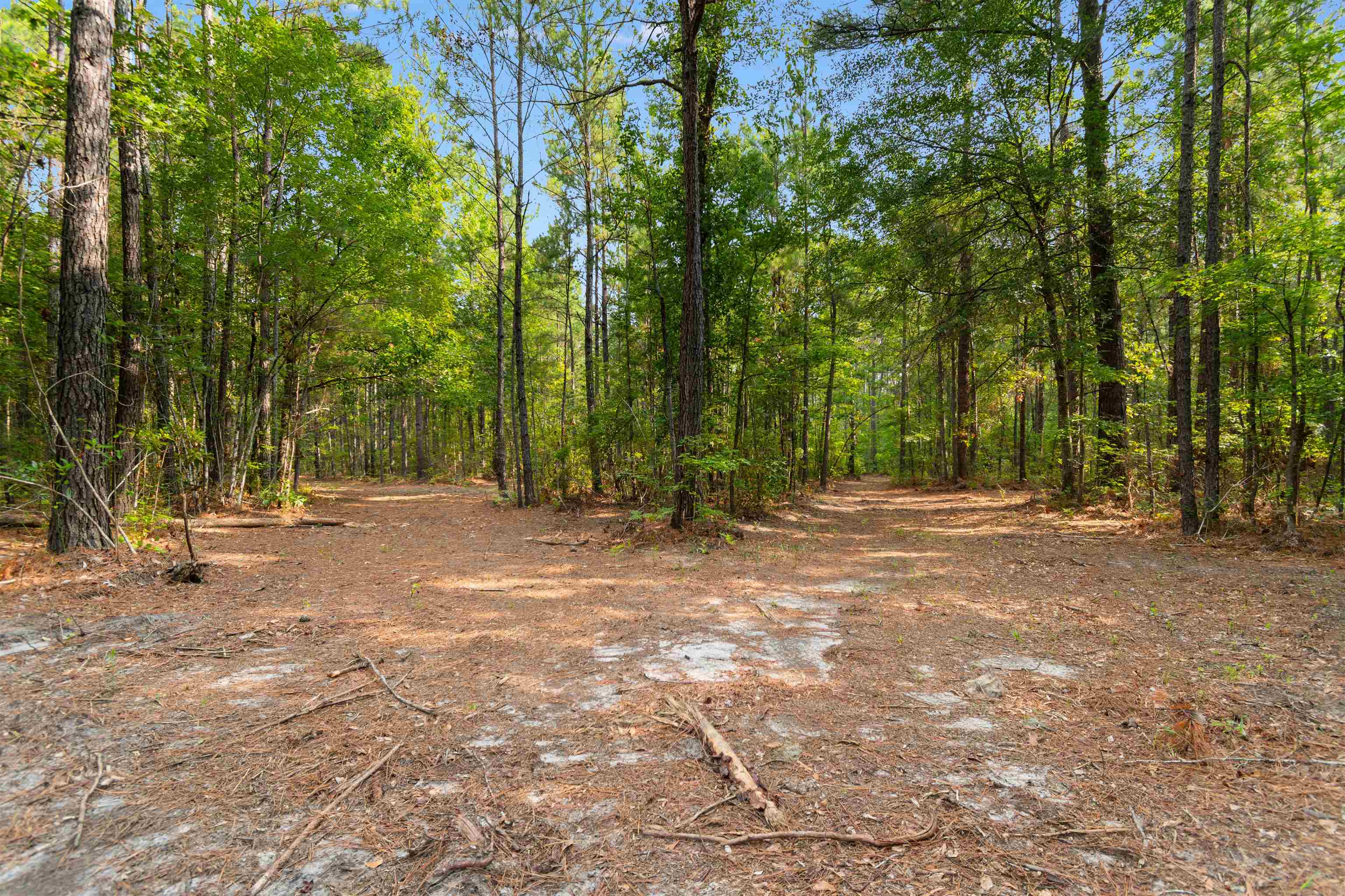 155.81 Acres - Roper Woods Rd. Property Photo 13