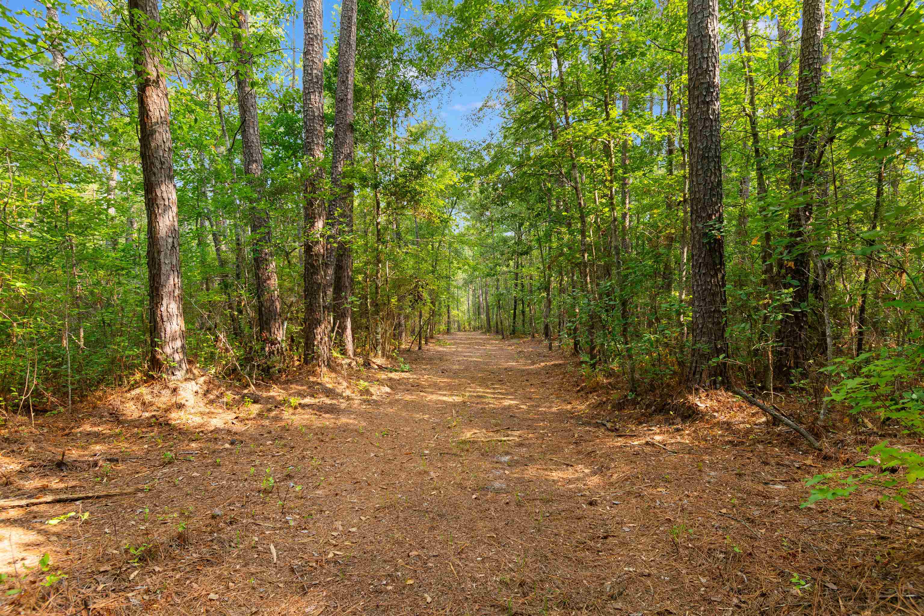 155.81 Acres - Roper Woods Rd. Property Photo 14