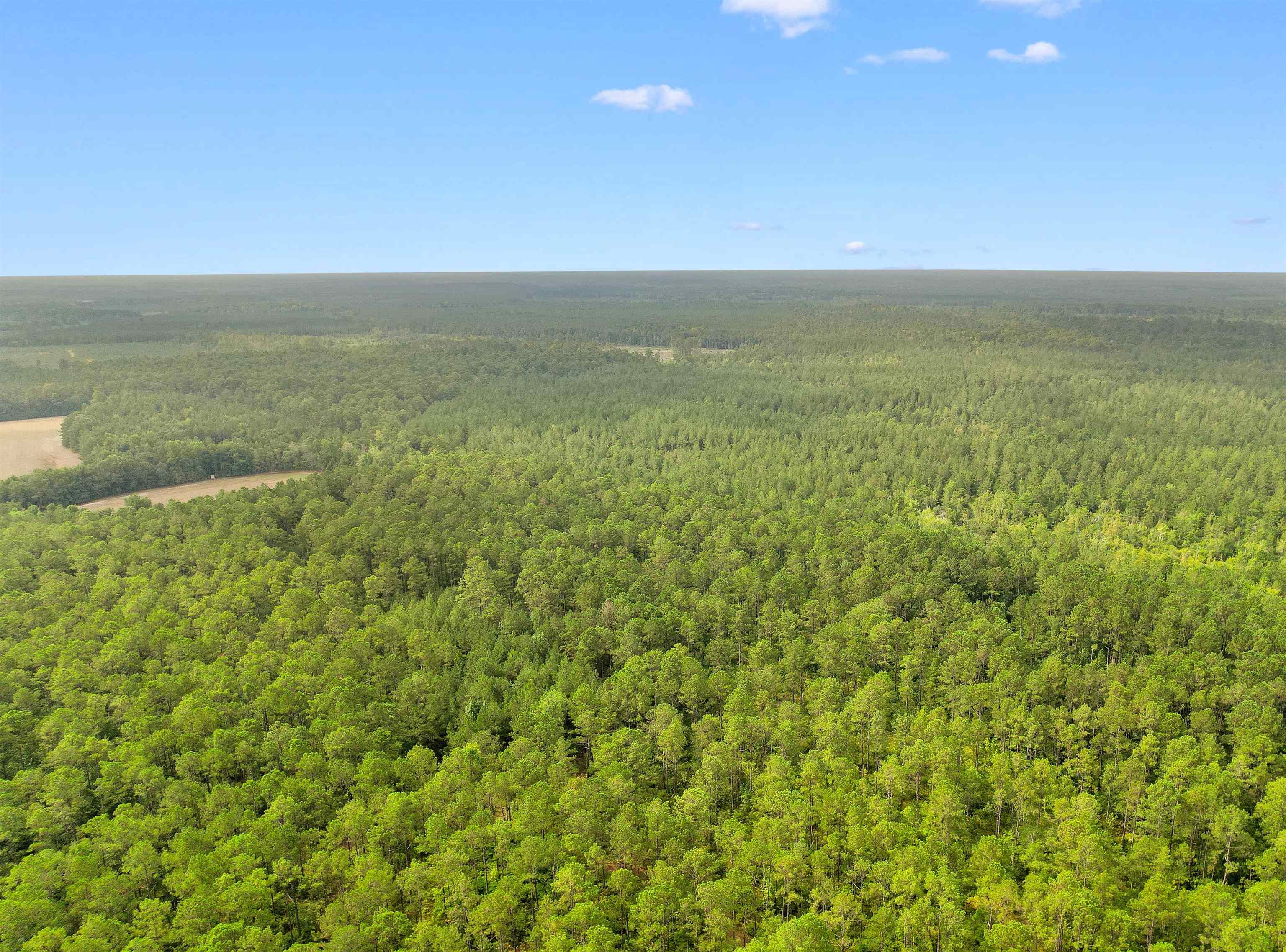 155.81 Acres - Roper Woods Rd. Property Photo 19