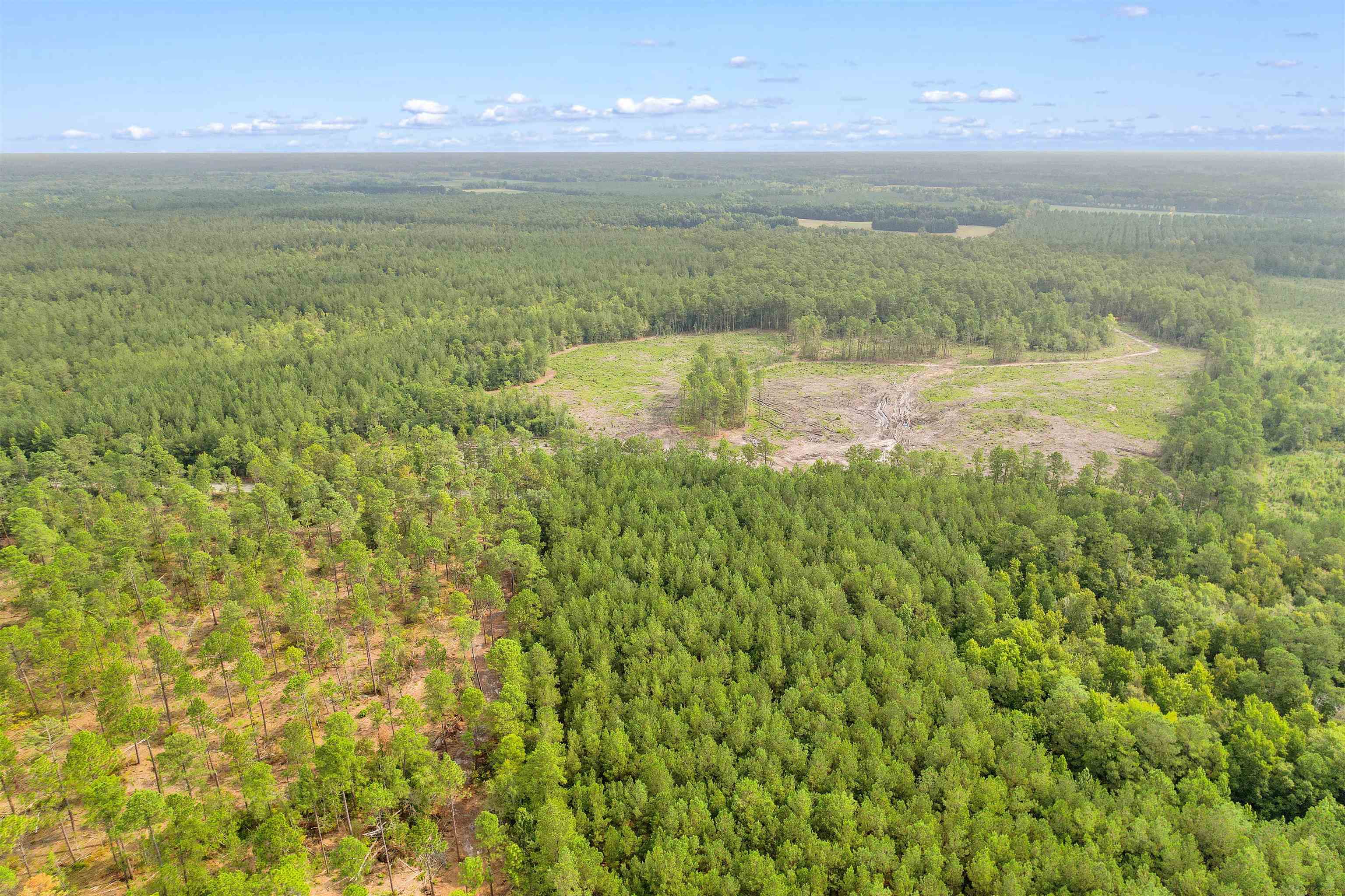 155.81 Acres - Roper Woods Rd. Property Photo 23