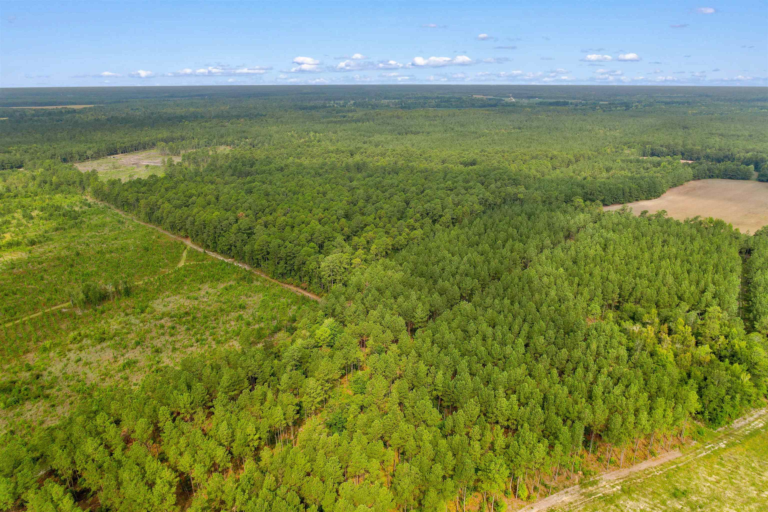 155.81 Acres - Roper Woods Rd. Property Photo 25