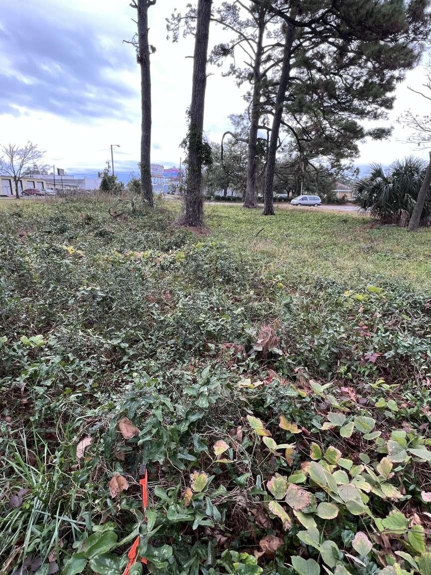 Lot 4 Alder St. Property Photo 2
