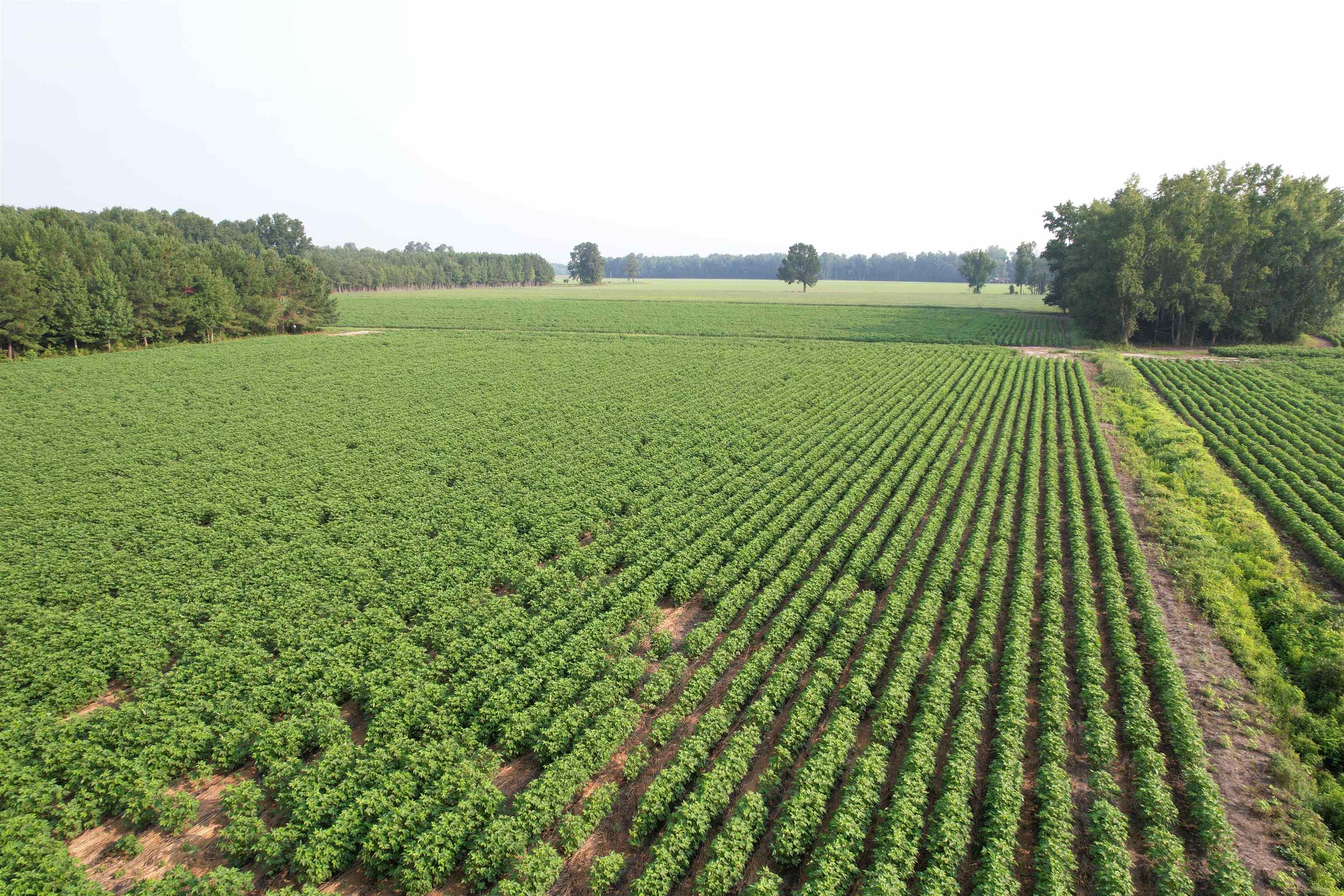 81.30 Acres - Blackberry Rd. Property Photo 1