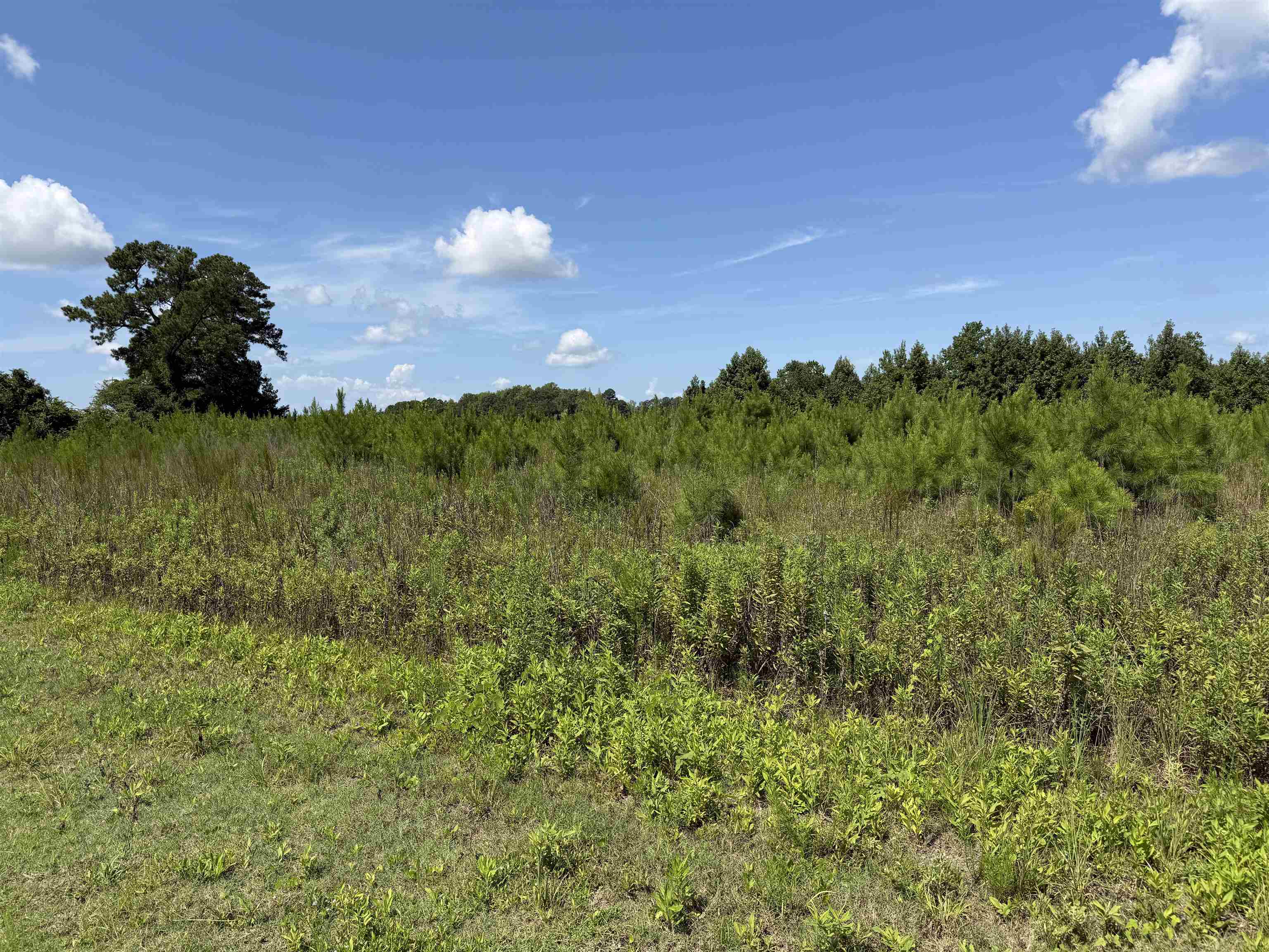 175 Dove Rd. Property Photo 9