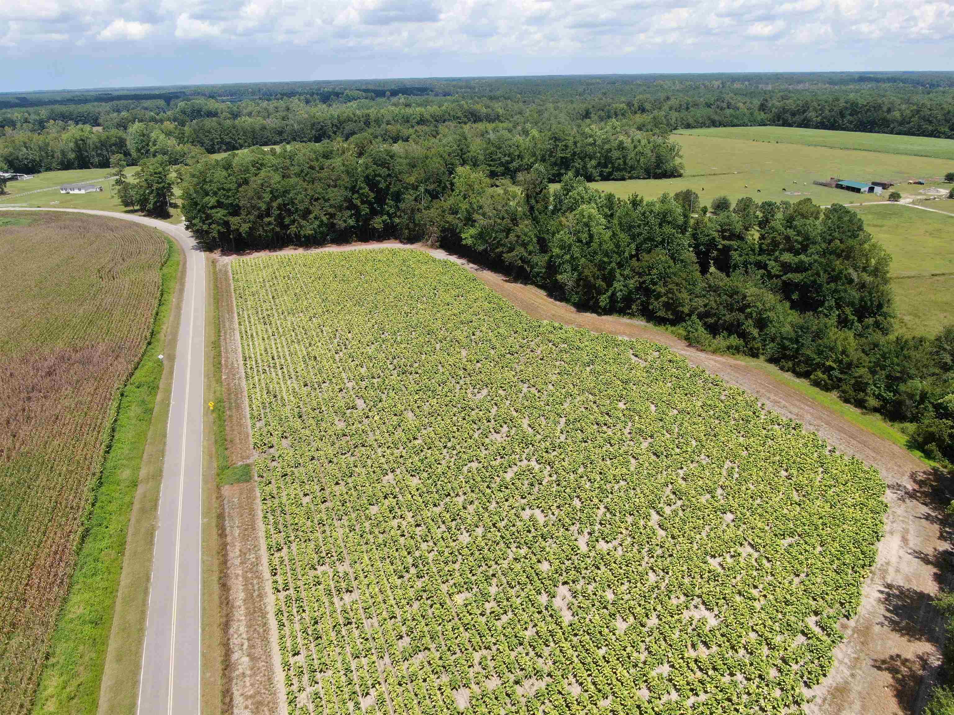 Tbd Black Creek Rd. Property Photo 2