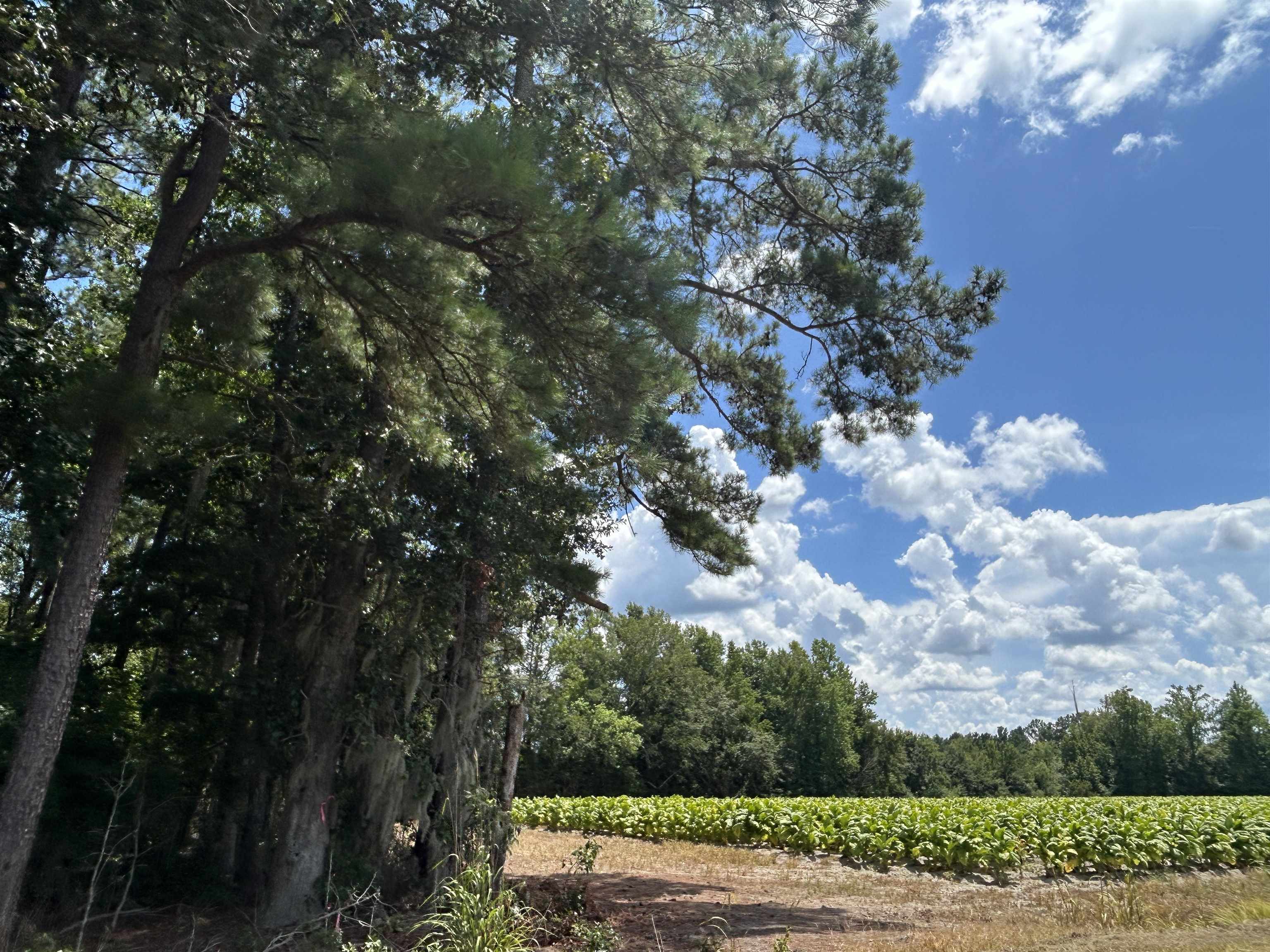 Tbd Black Creek Rd. Property Photo 5