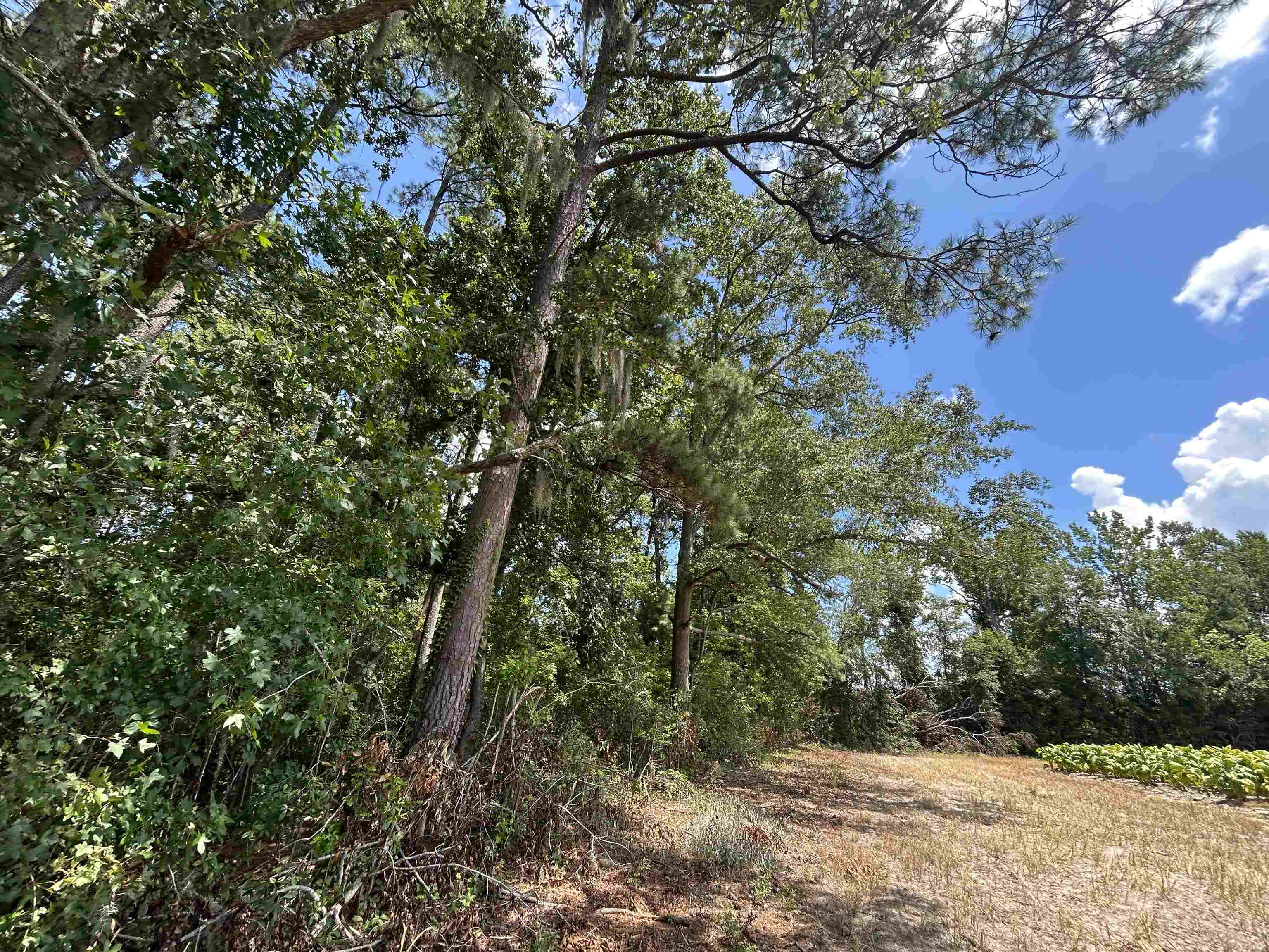 Tbd Black Creek Rd. Property Photo 6