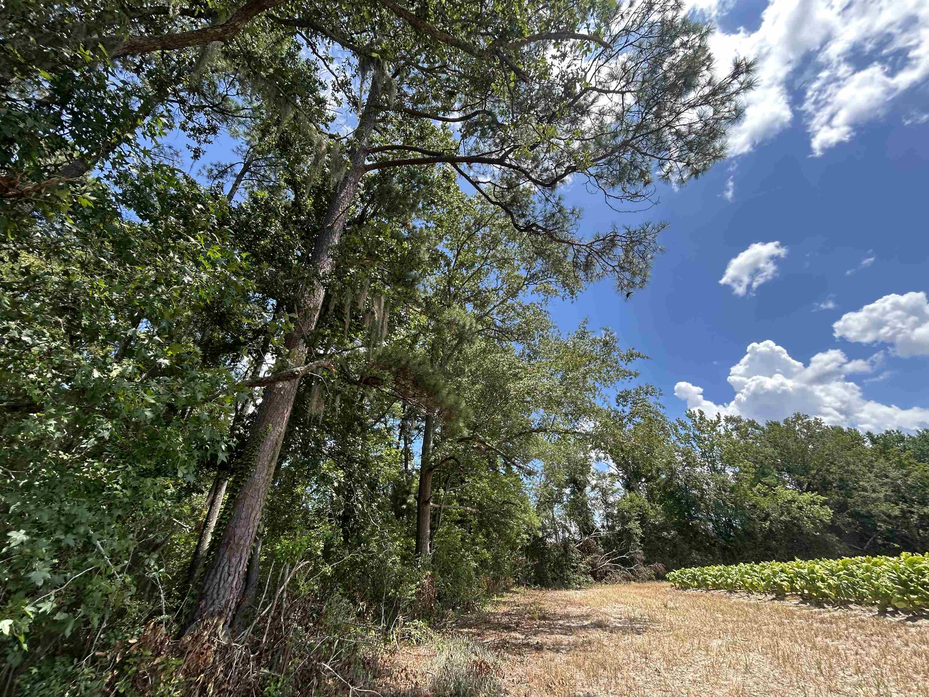 Tbd Black Creek Rd. Property Photo 7