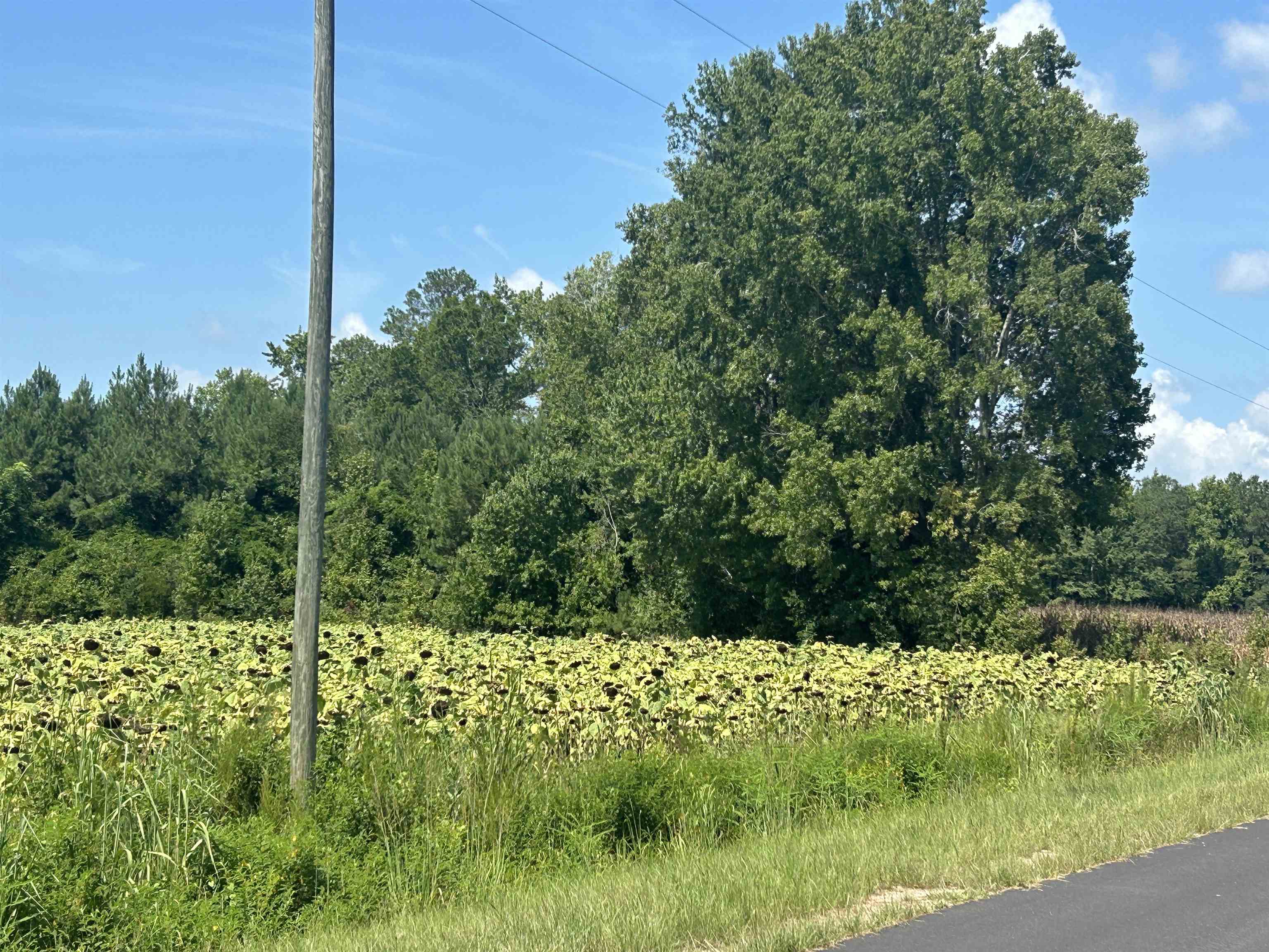 Tbd Pearlie Dr. Property Photo 27