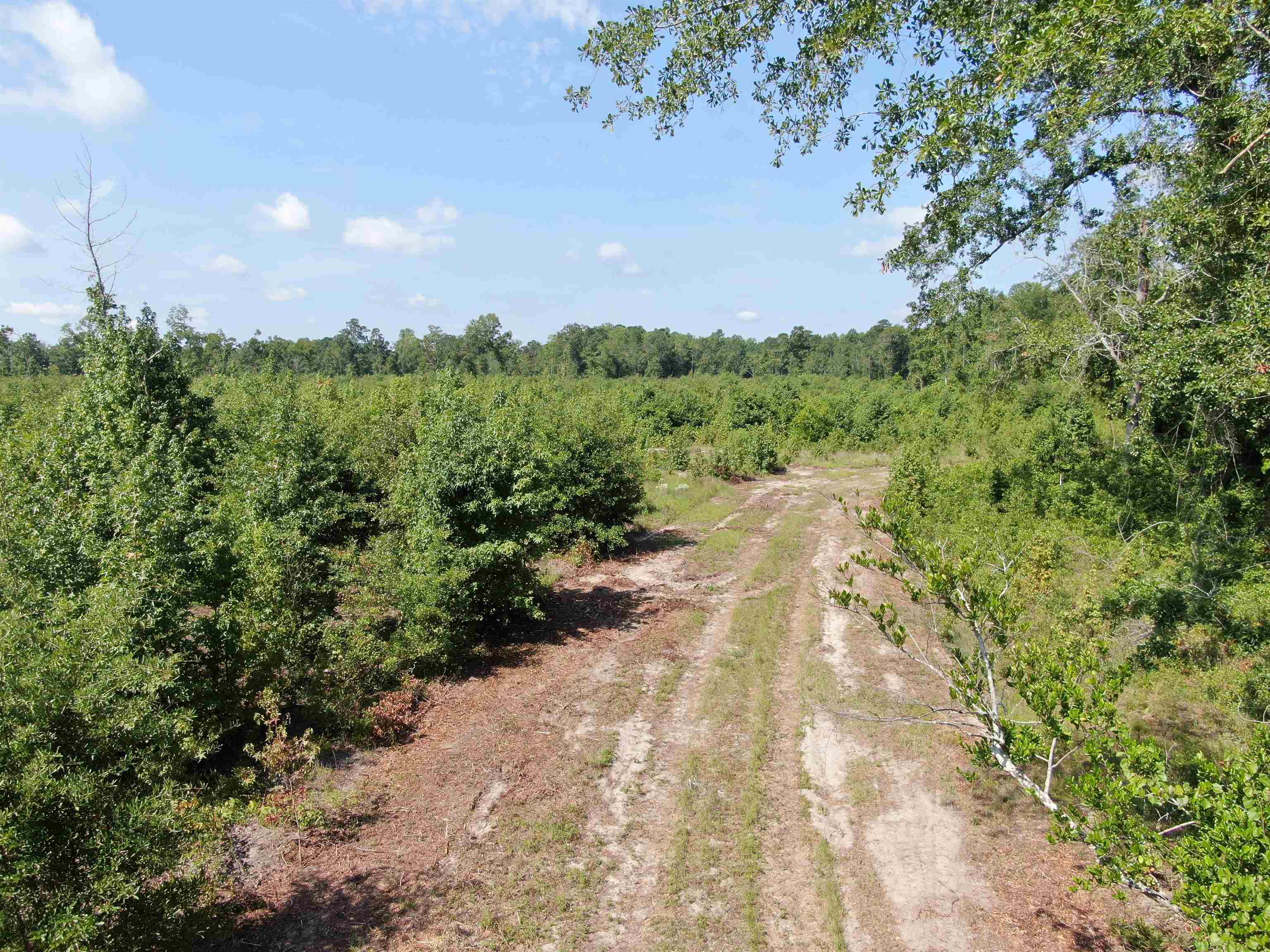 Tbd Mount Calvary Rd. Property Photo 2