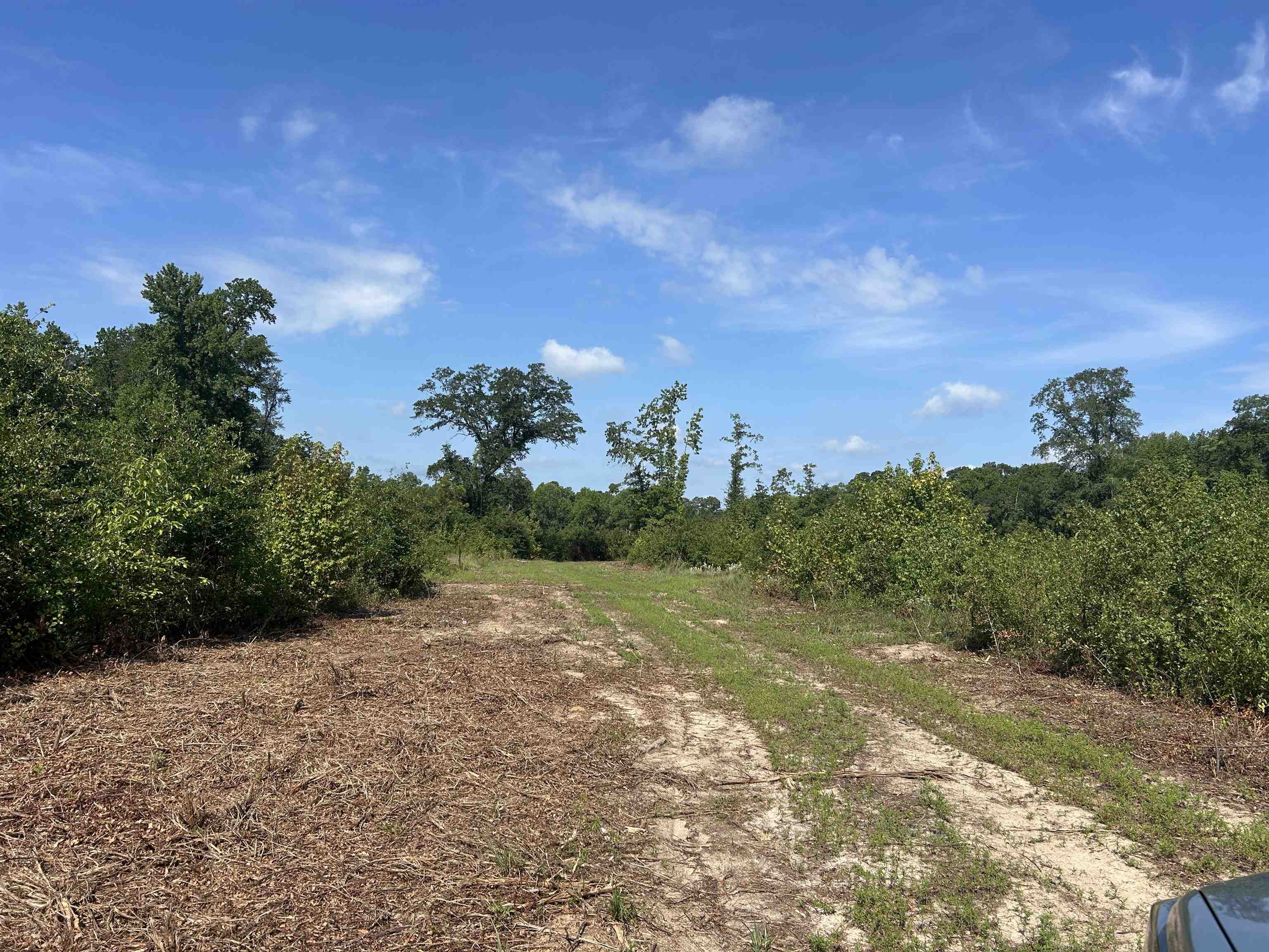 Tbd Mount Calvary Rd. Property Photo 16