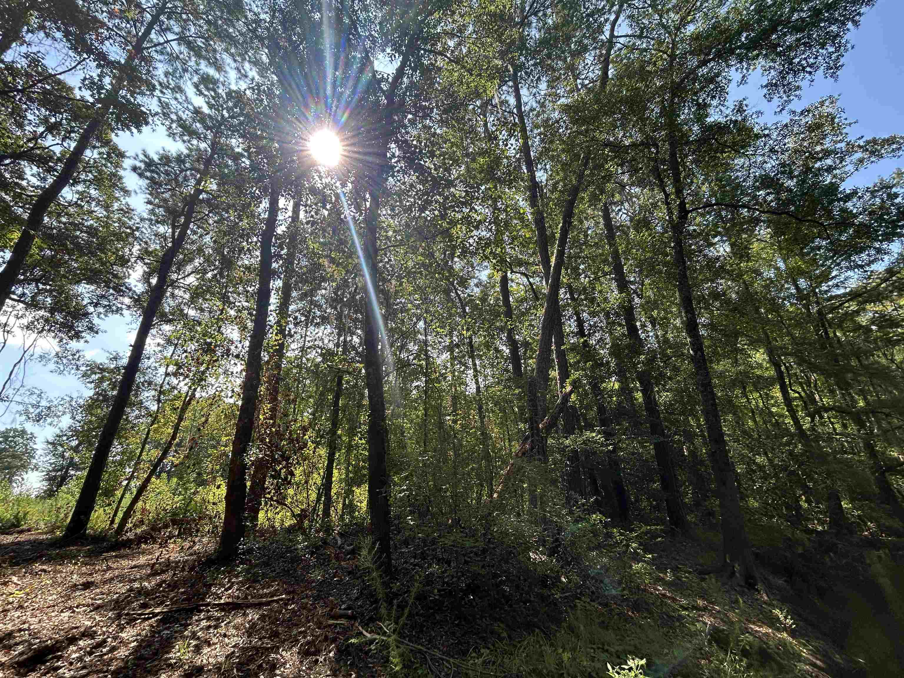 Tbd Mount Calvary Rd. Property Photo 23
