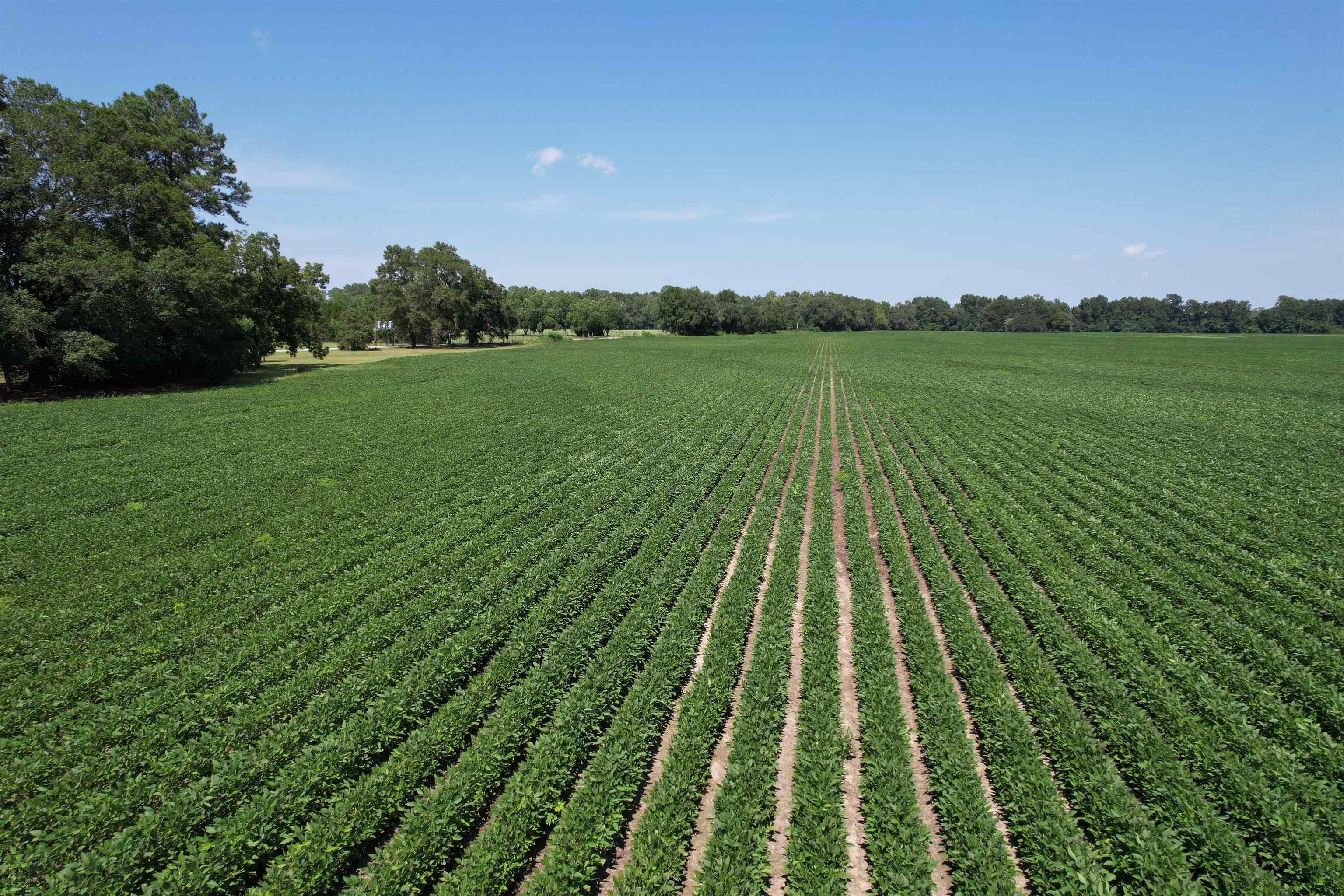 Lot 4 - Sumter Hwy. Property Photo 1