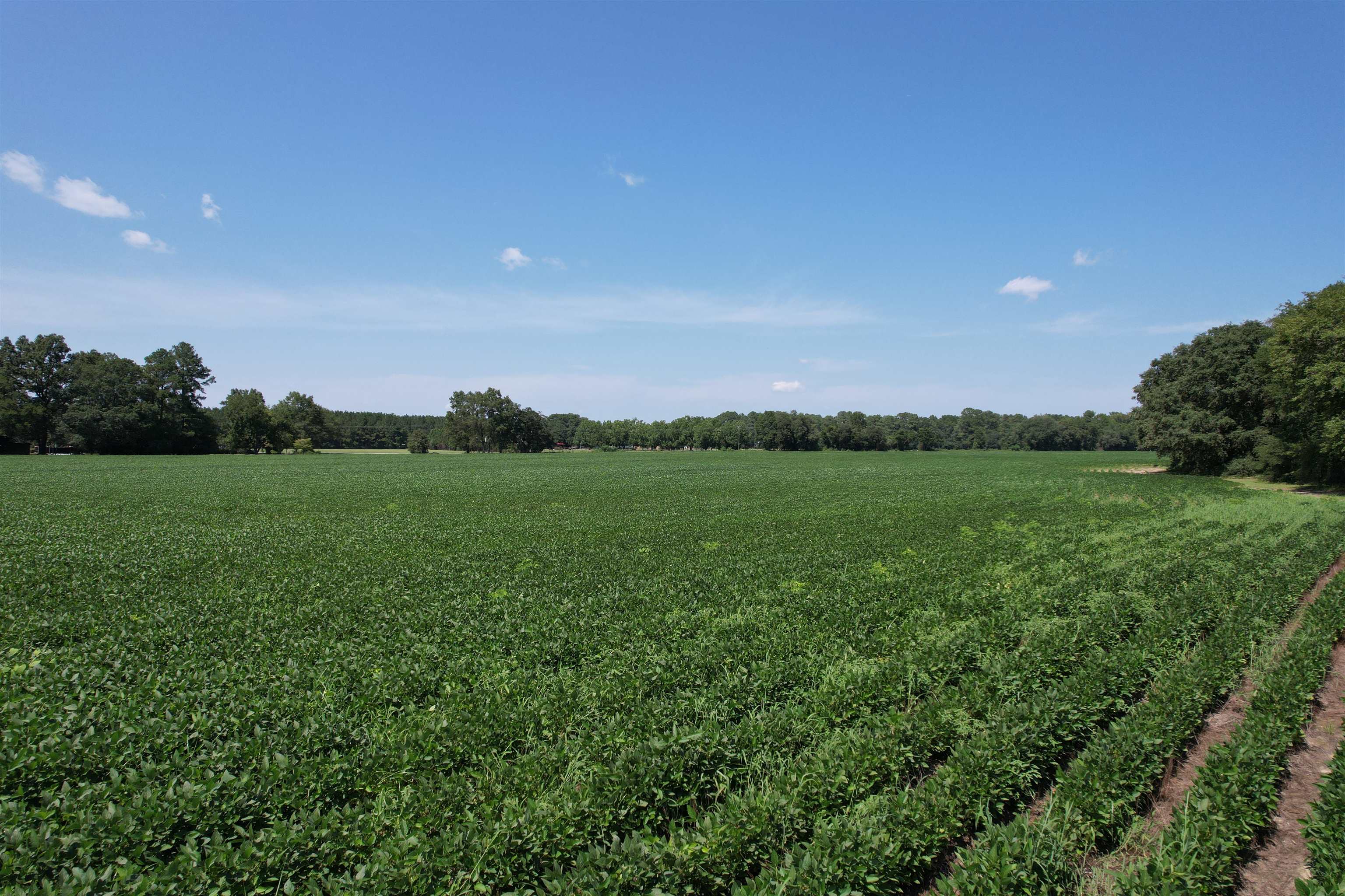Lot 3 - Sumter Hwy. Property Photo 8