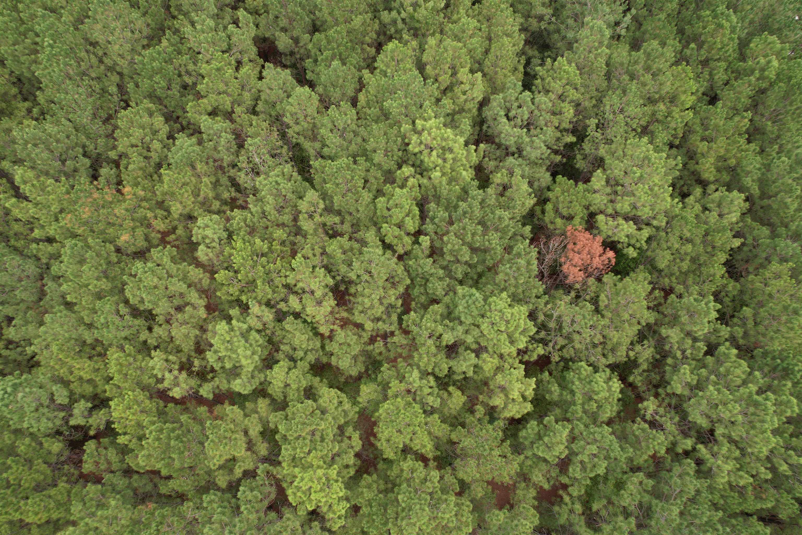 1.43 Acres - W Hemlock St. Property Photo 3
