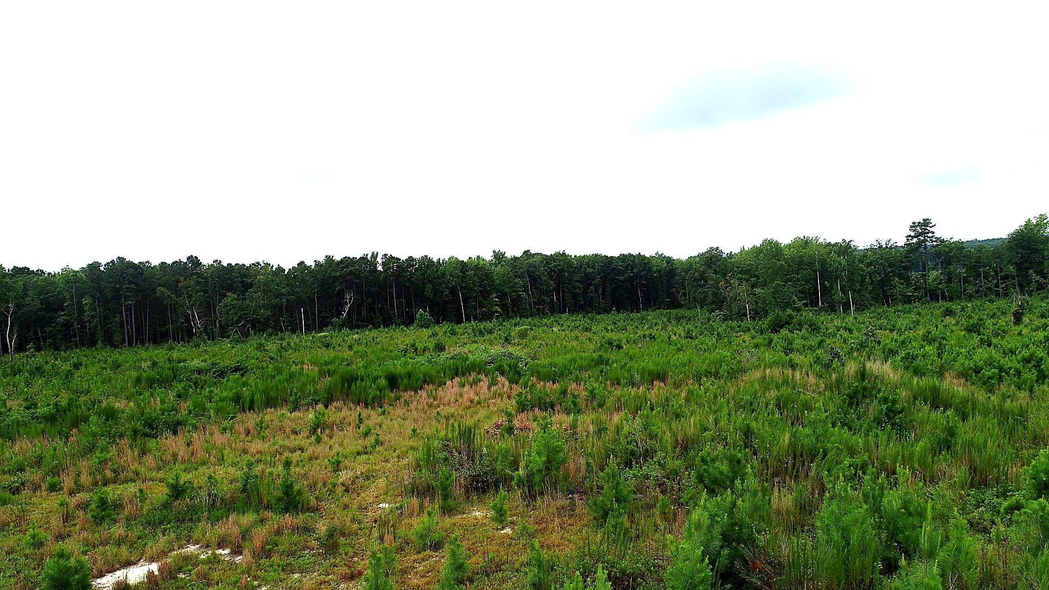 Horton Rollins Rd Property Photo 15
