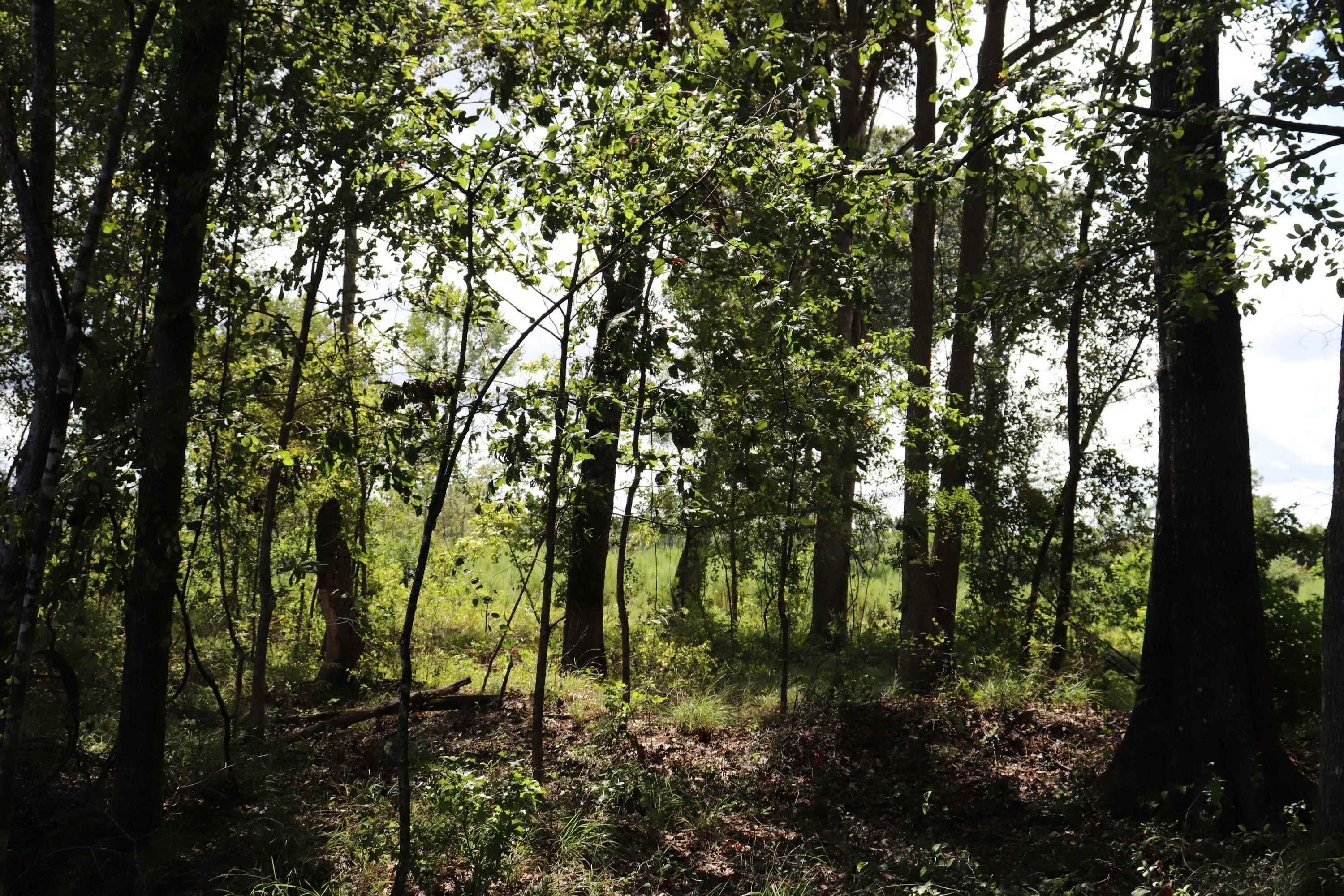 0 Old Forreston Rd. Property Photo 8