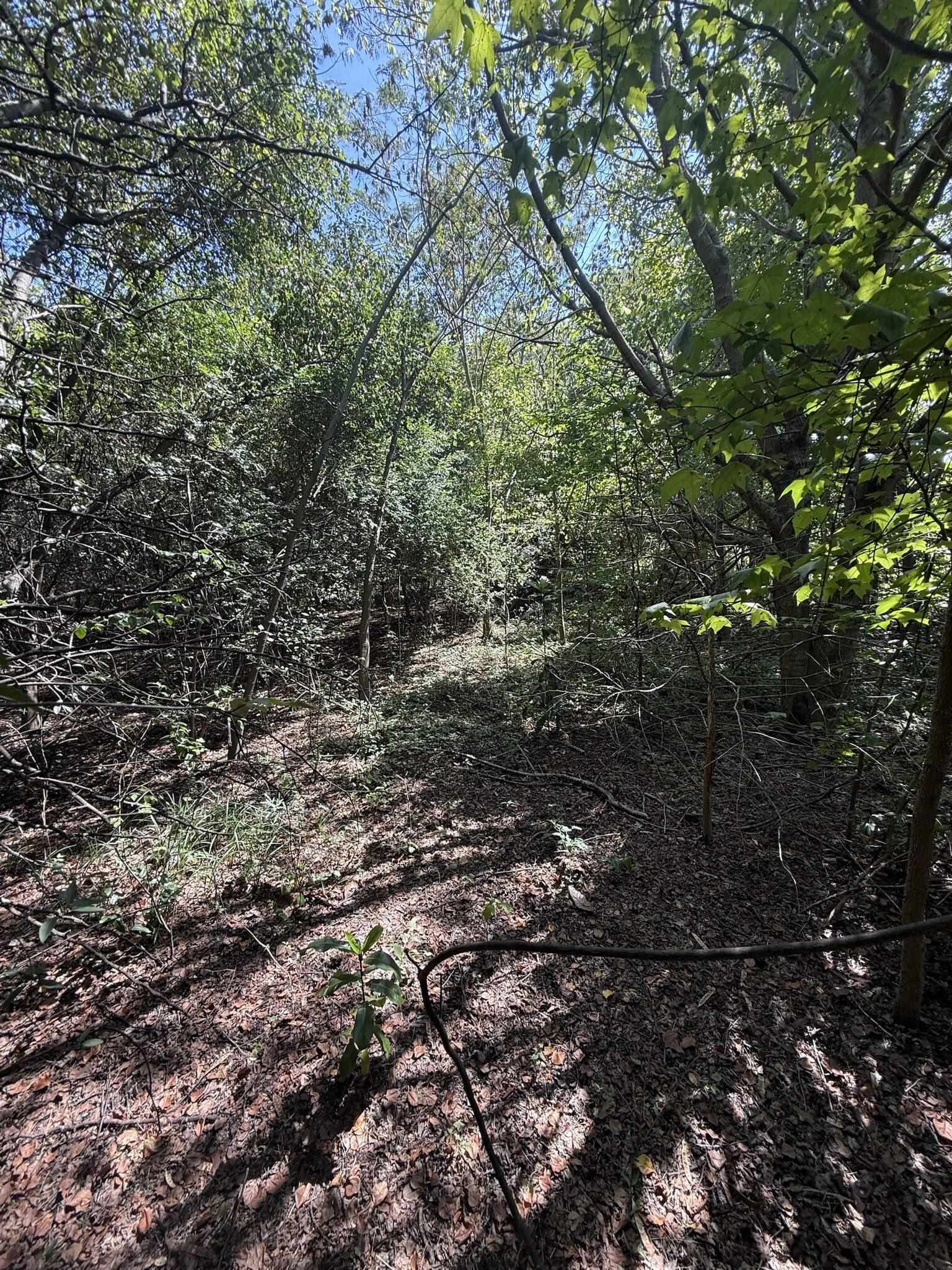 Tbd Black Branch Rd. Property Photo 3