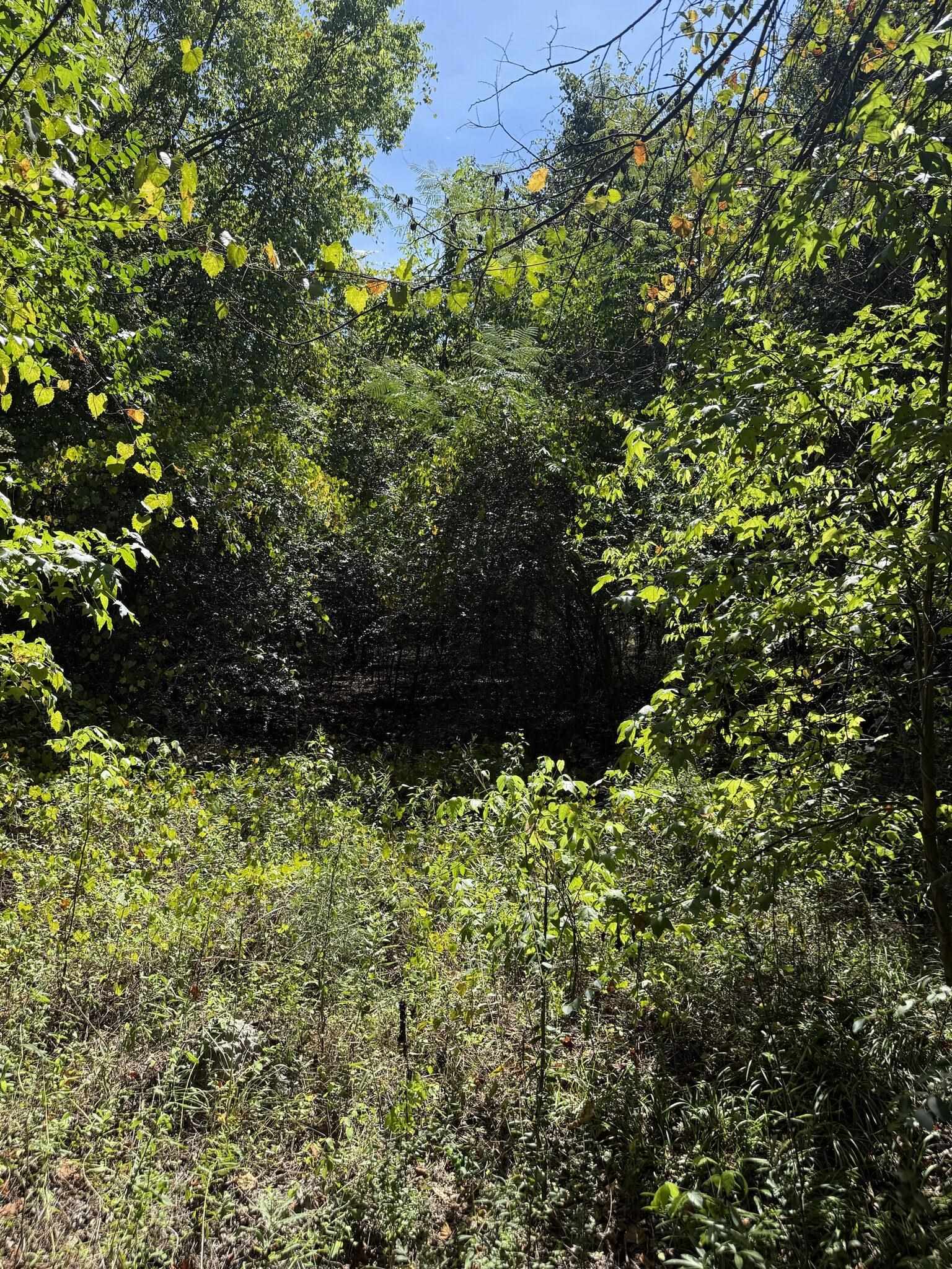 Tbd Black Branch Rd. Property Photo 5