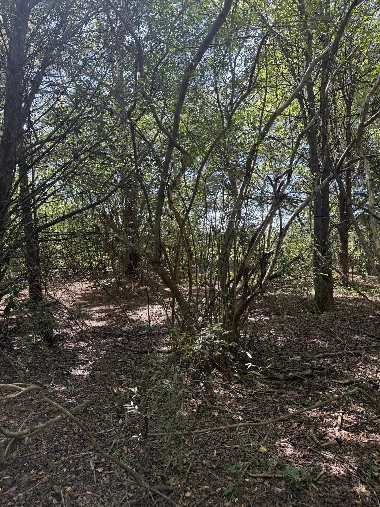 Tbd Black Branch Rd. Property Photo 4