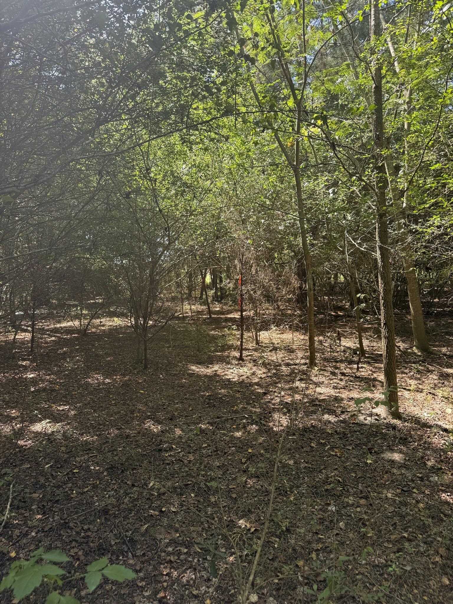 Tbd Black Branch Rd. Property Photo 5