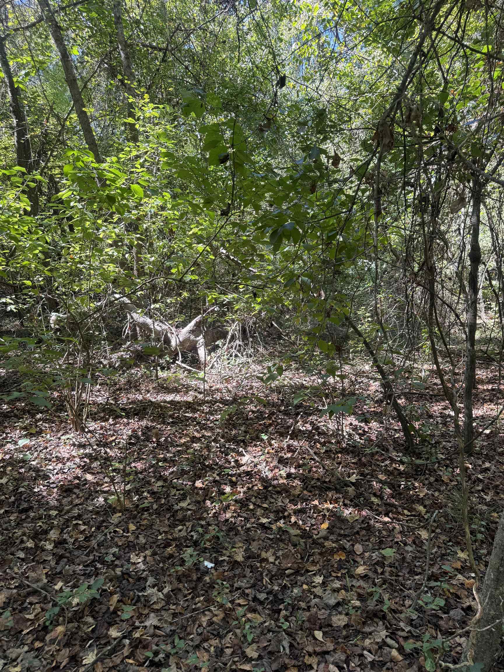 Tbd Tyler Rd. Property Photo 2