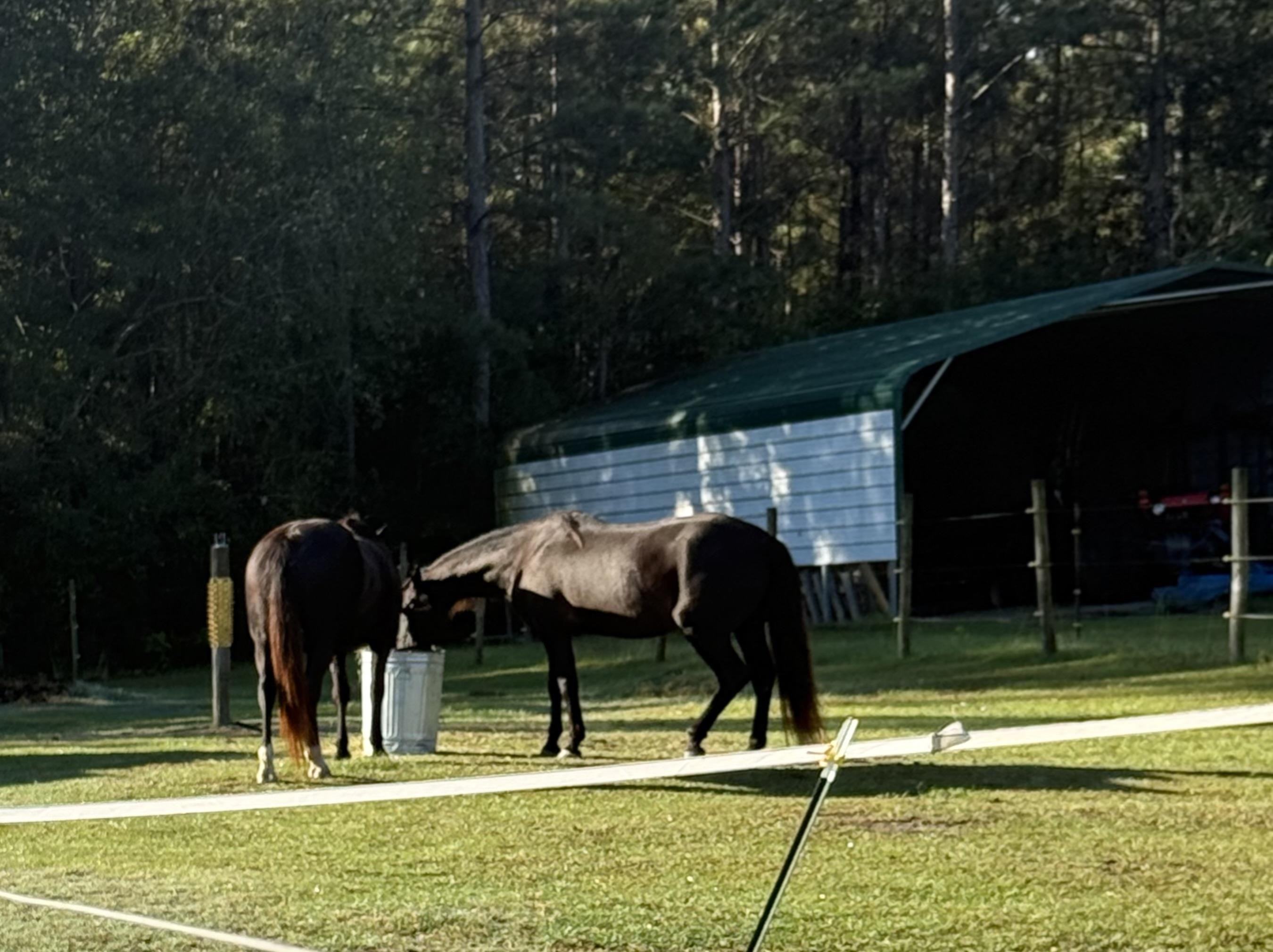 4224 Horse Pen Bay Rd. Property Photo 19