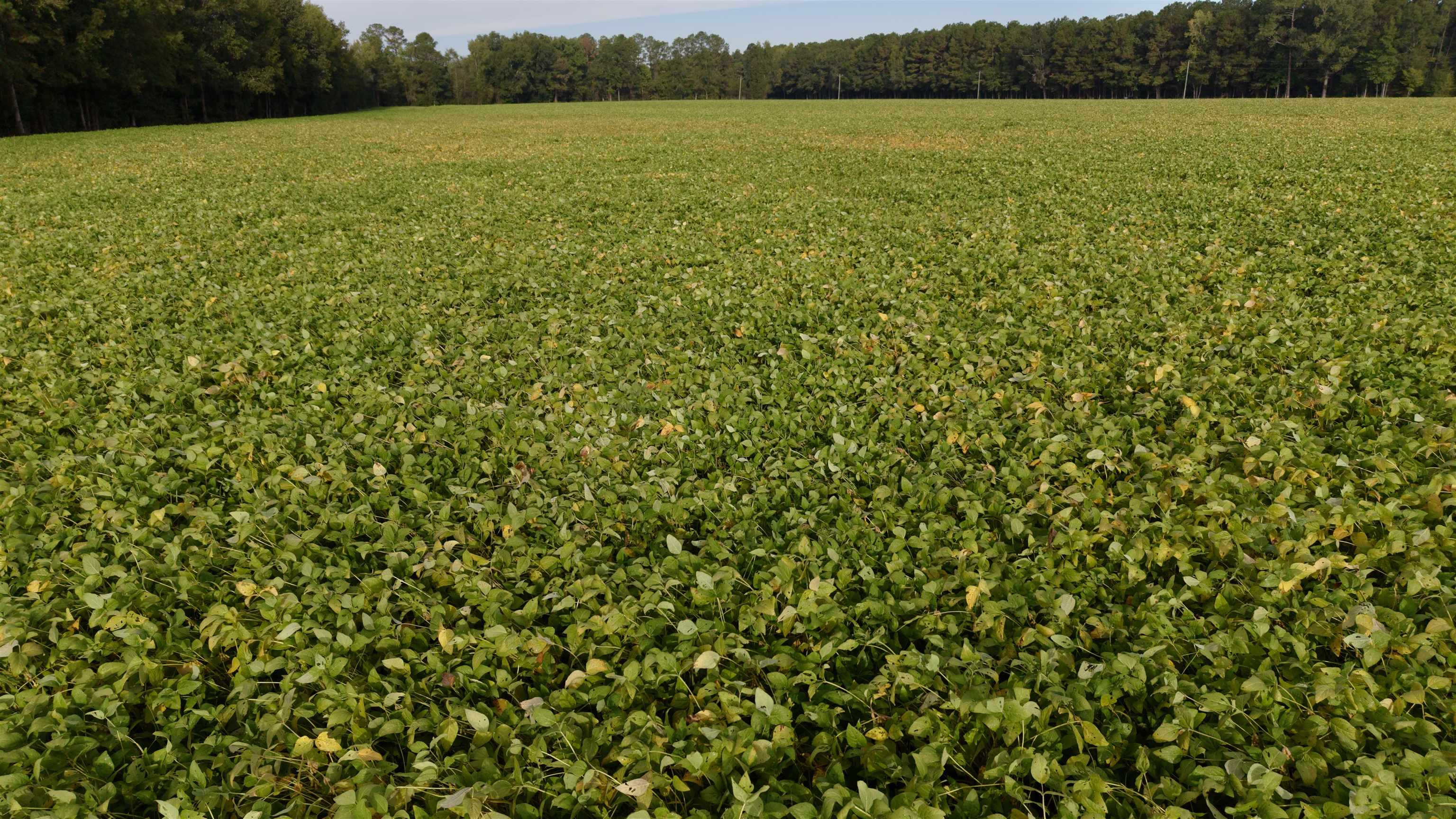 Tbd Terrell's Bay Rd. Property Photo 4