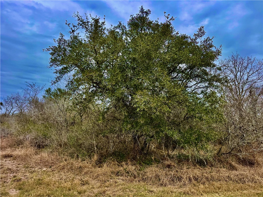 Tbd Fm 2441 Property Photo 3