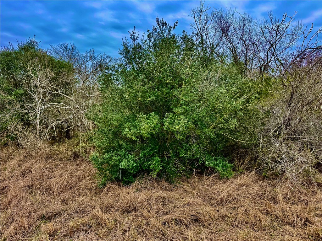 Tbd Fm 2441 Property Photo 4