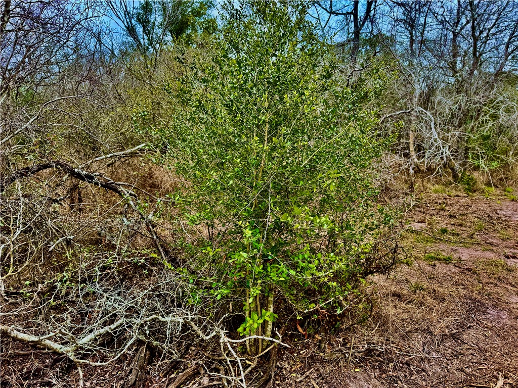 Tbd Fm 2441 Property Photo 11