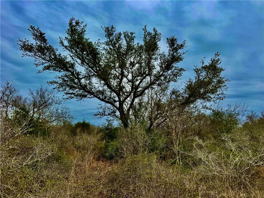 Tbd Fm 2441 Property Photo 13