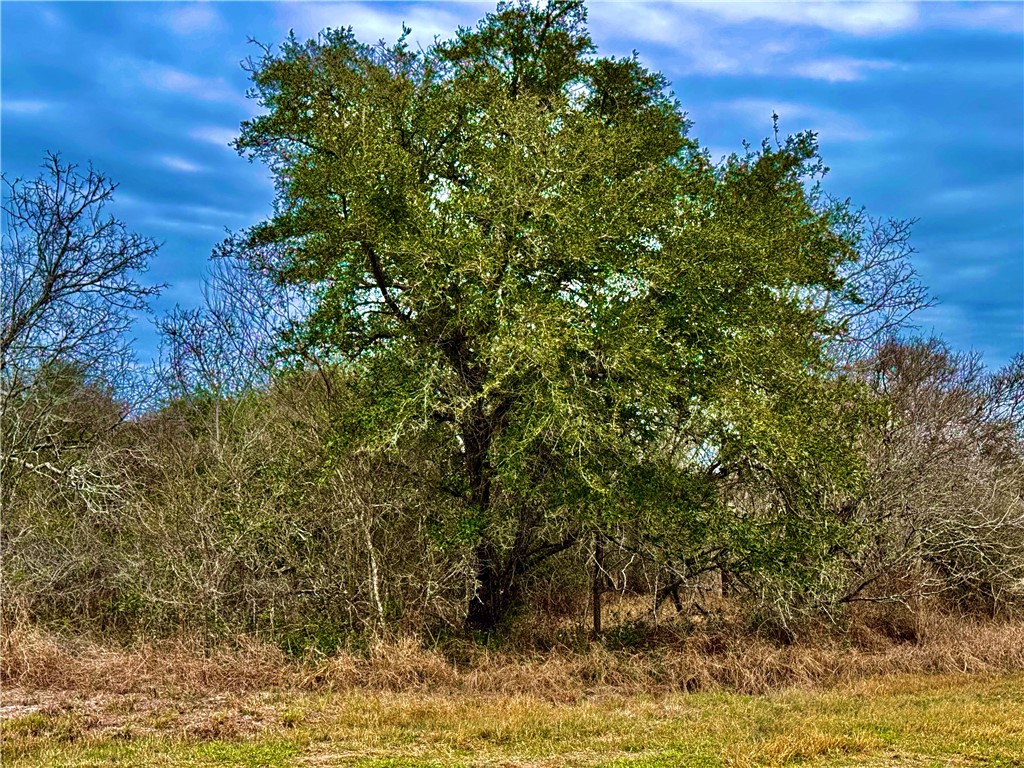 Tbd Fm 2441 Property Photo 15