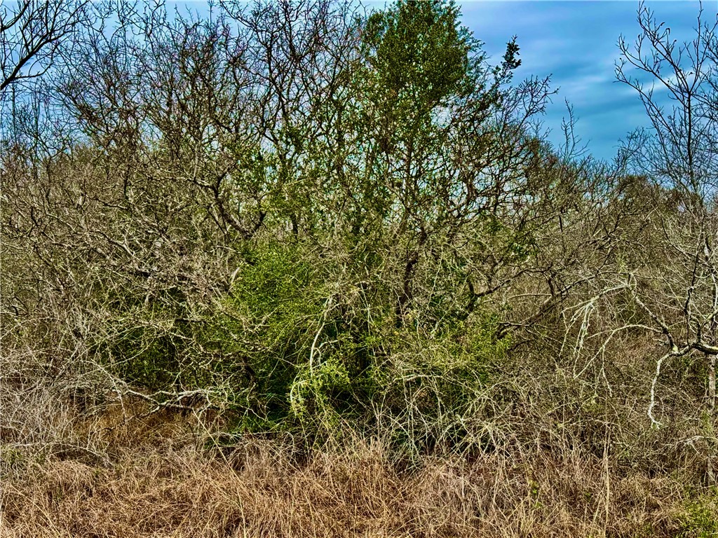 Tbd Fm 2441 Property Photo 16