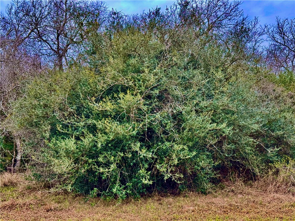 Tbd Fm 2441 Property Photo 17