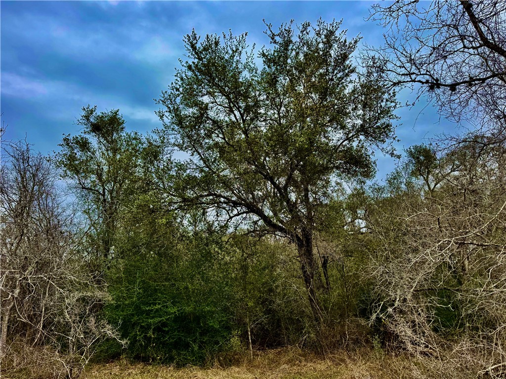 Tbd Fm 2441 Property Photo 19